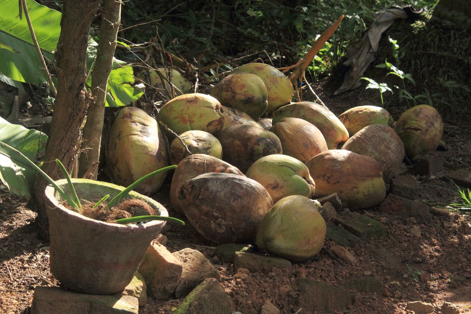Canon EOS 7D sample photo. Palm, plant, nature photography