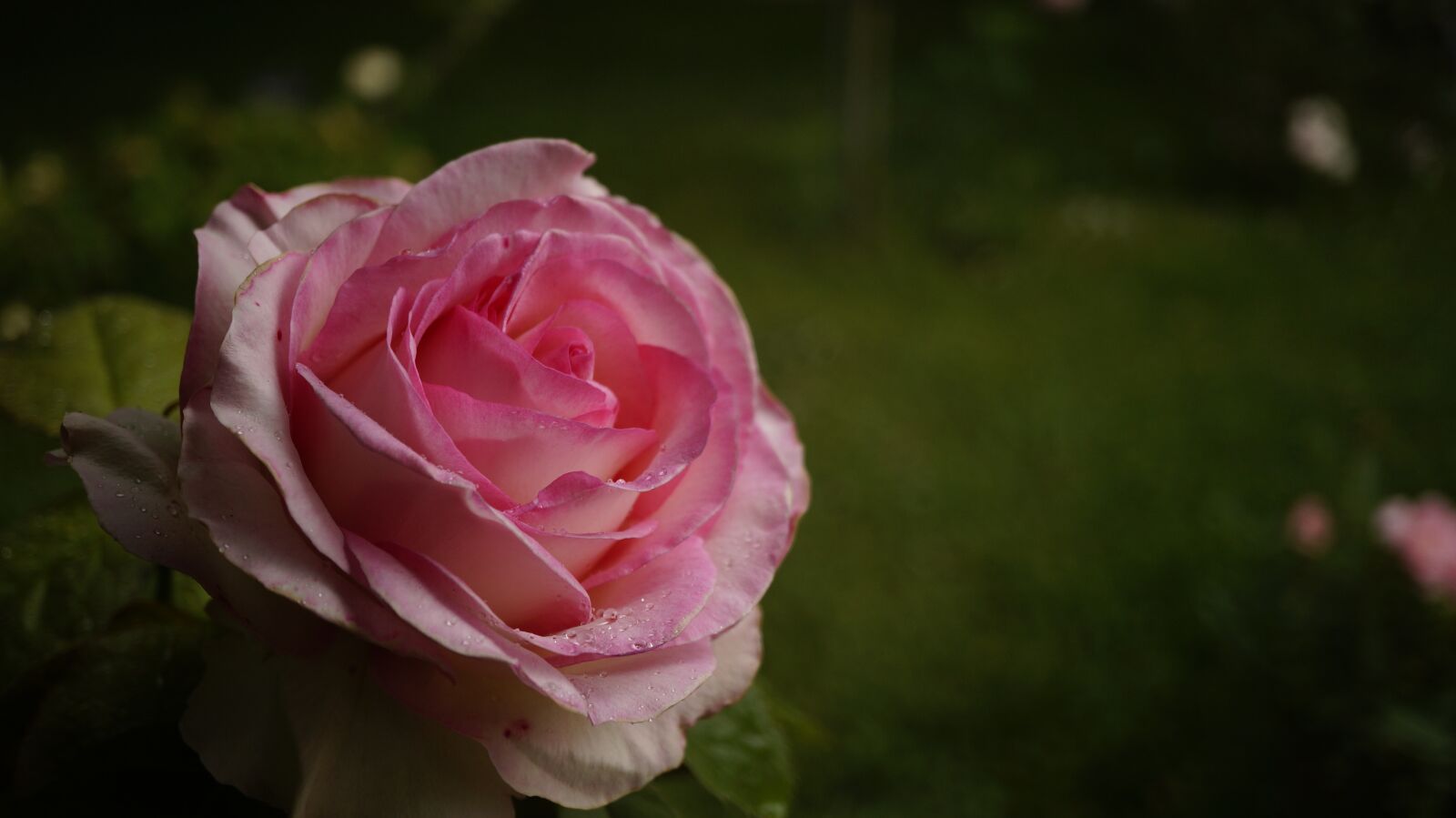Sony Alpha NEX-3N sample photo. Pink, bloom, flower photography
