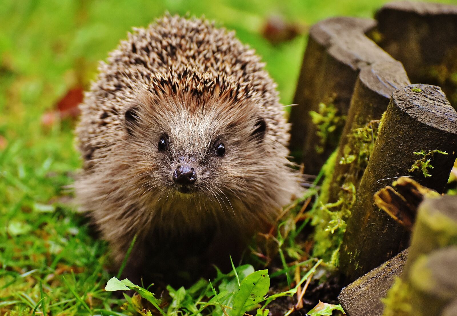 Nikon D7200 sample photo. Hedgehog child, young hedgehog photography