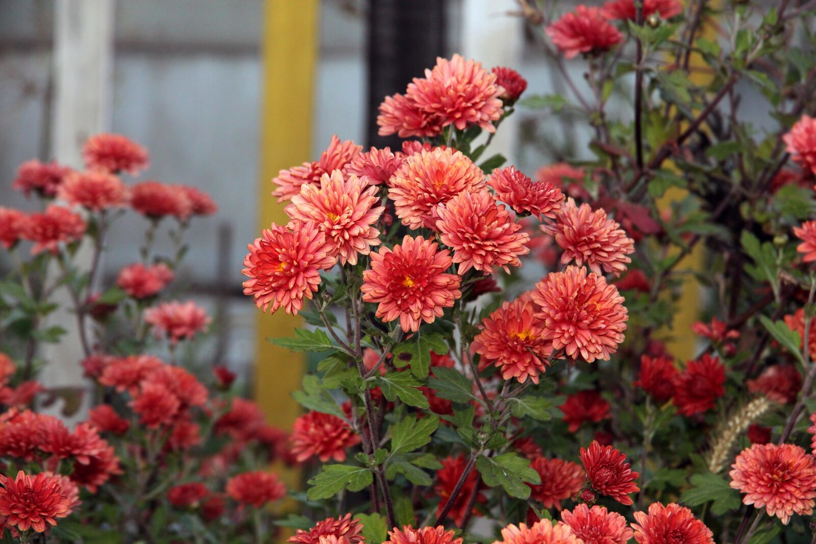 Canon EOS 650D (EOS Rebel T4i / EOS Kiss X6i) sample photo. Chrysanthemum, flower, plant photography