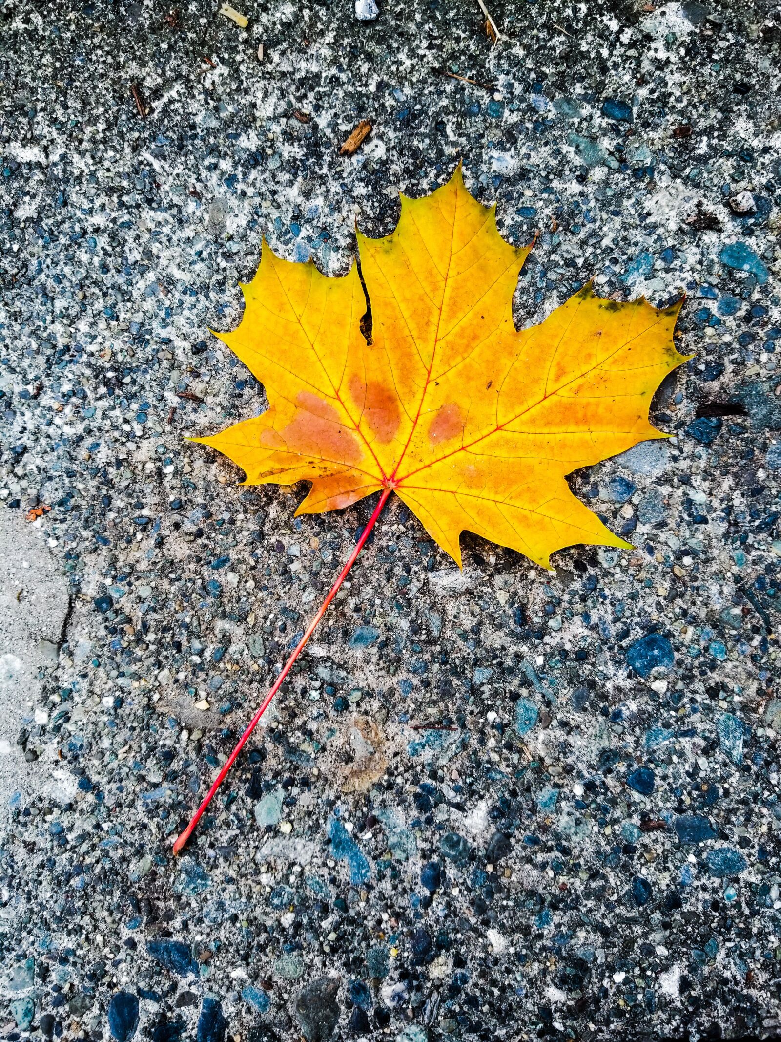 Samsung Galaxy S8+ sample photo. Yellow maple leaf, autumn photography