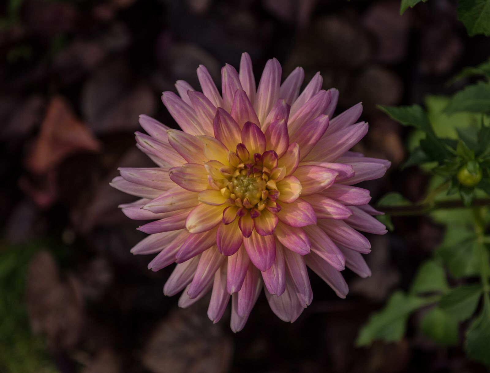 Pentax K-3 sample photo. Blossom, bloom, dahlia photography