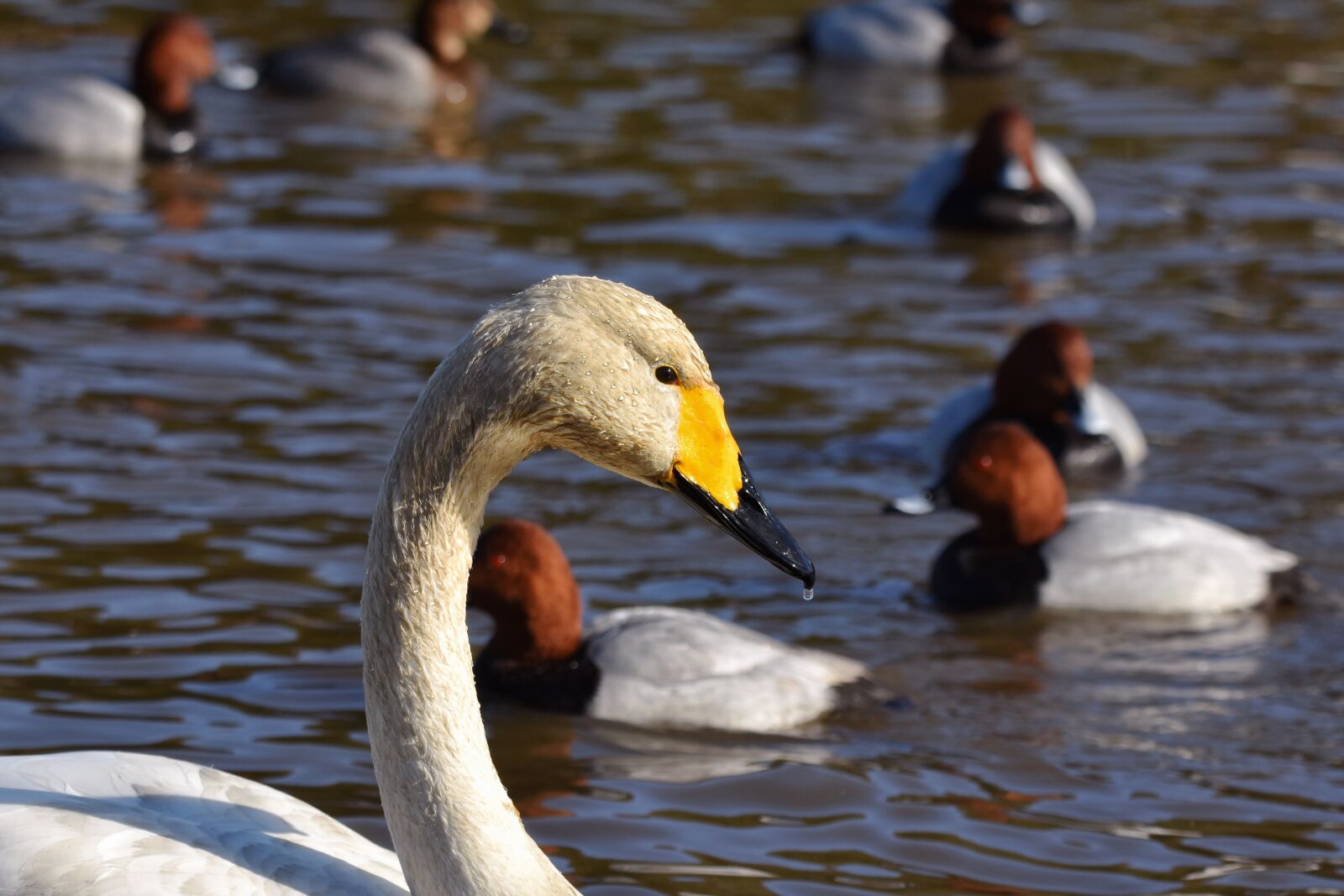 Nikon D7200 sample photo. Animal, pond, water photography