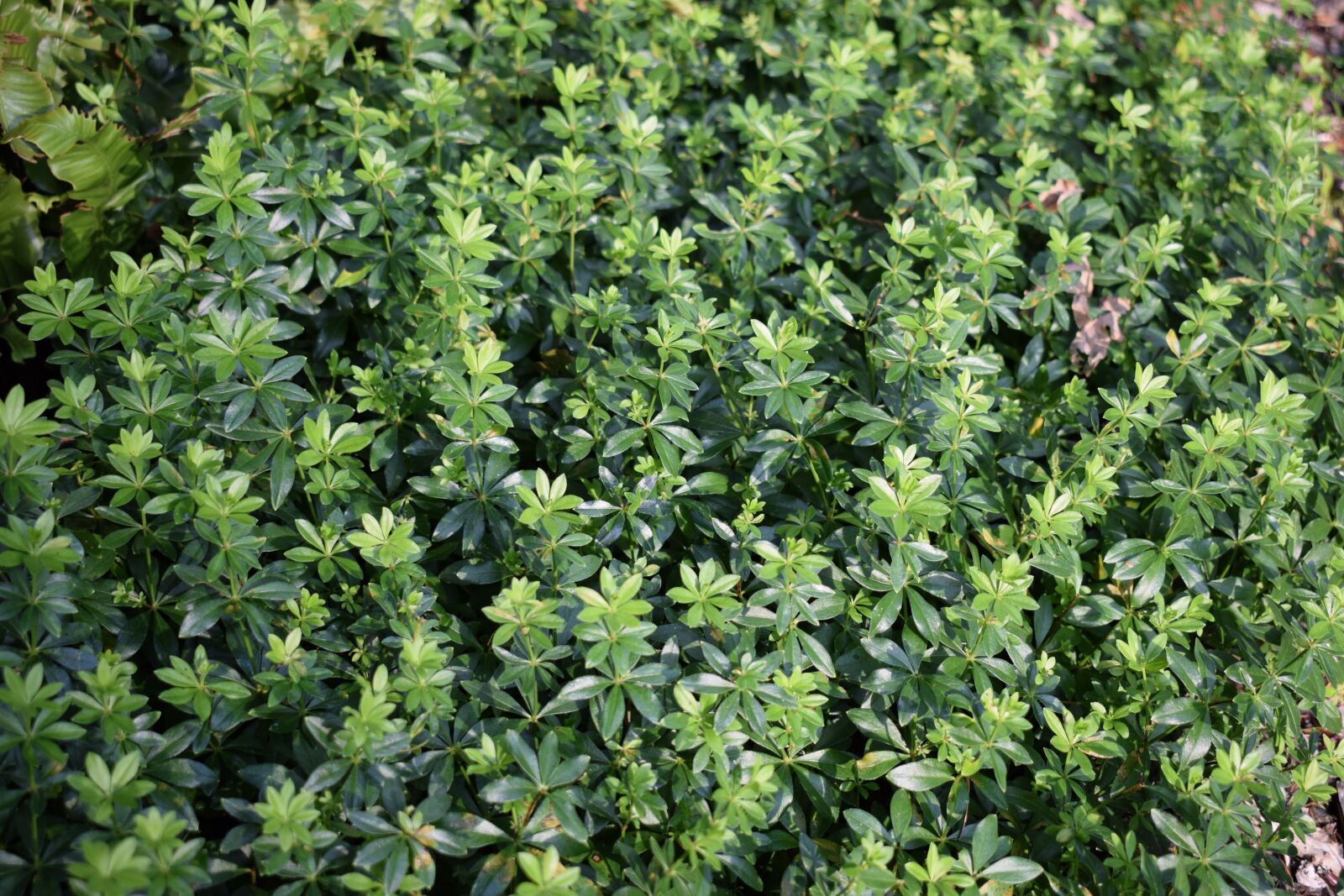 Nikon D3300 sample photo. Lievevrouwebedstro, ground cover, green photography