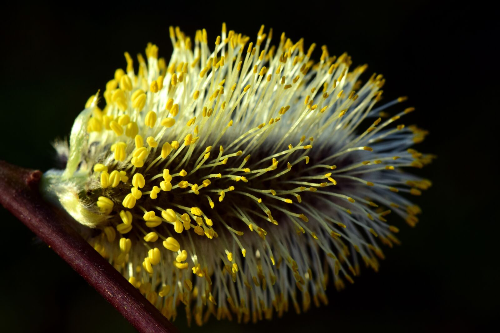 Nikon D3300 sample photo. Willow catkin, pasture, tender photography