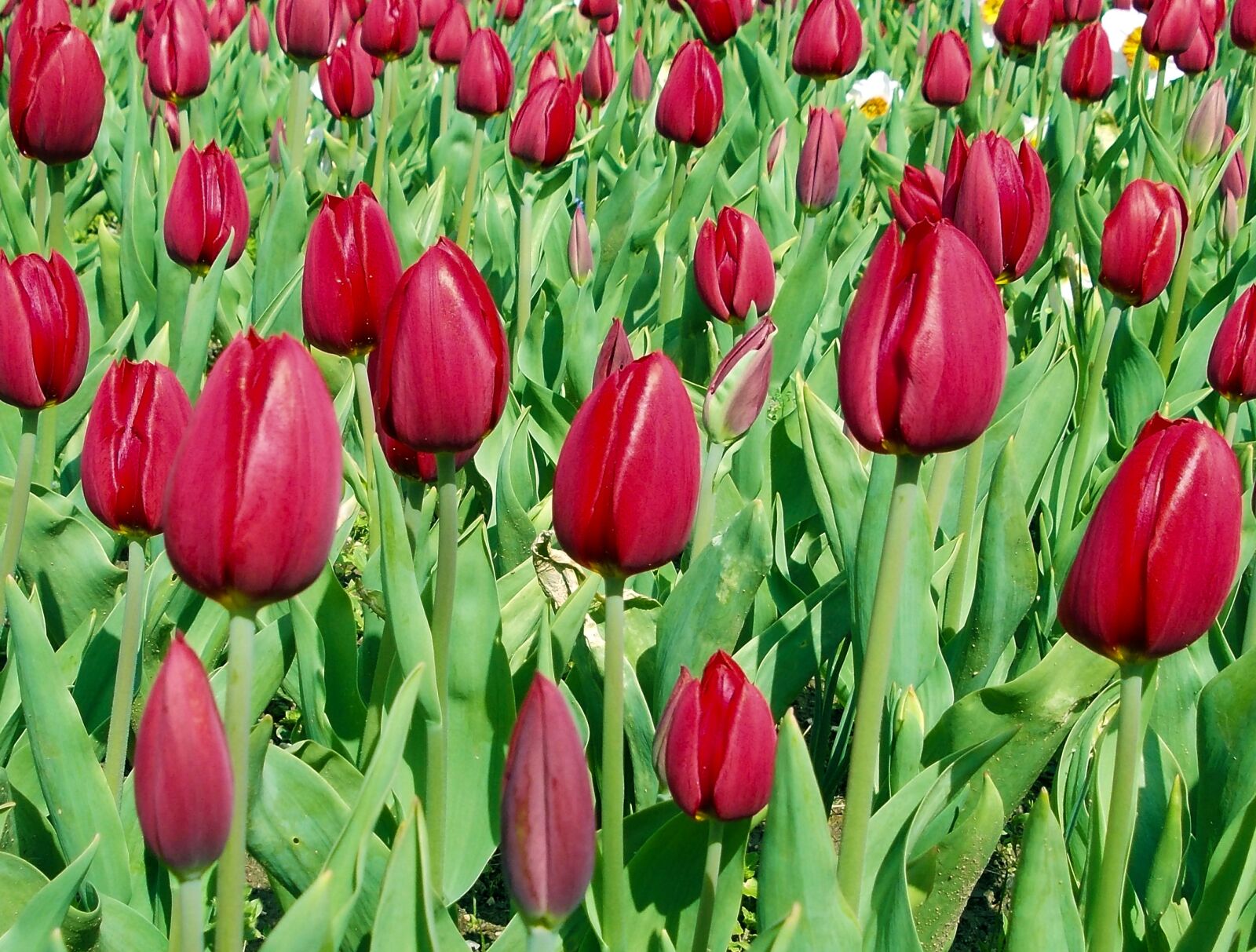 Nikon COOLPIX L23 sample photo. Tulips, red tulips, garden photography