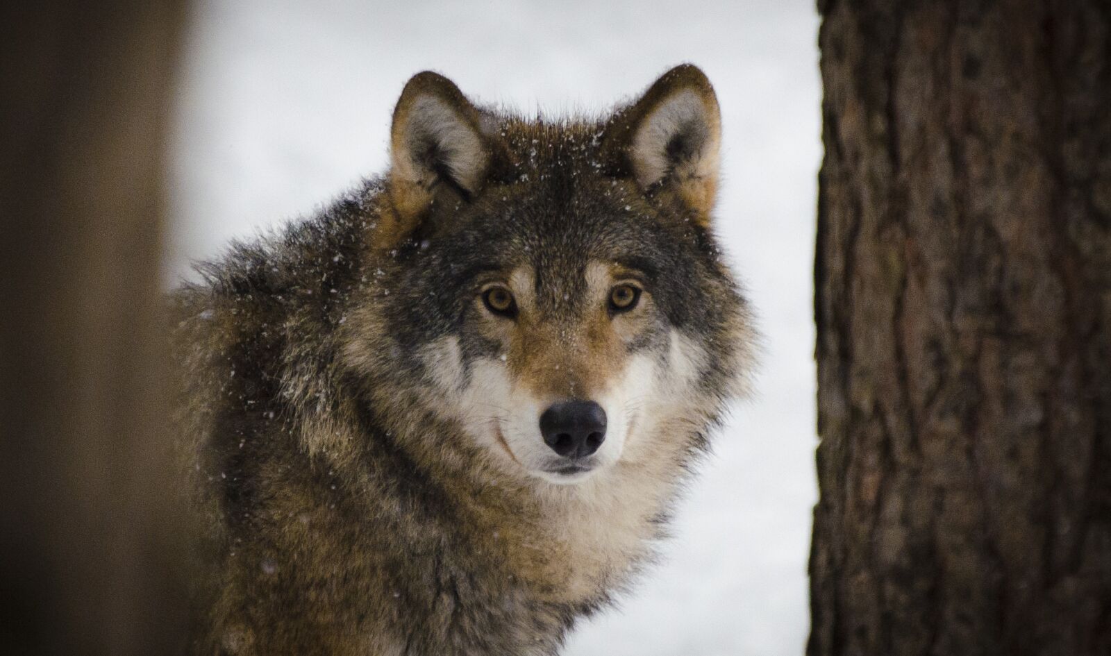 Nikon D7000 sample photo. Wolf, predators, wildlife photography