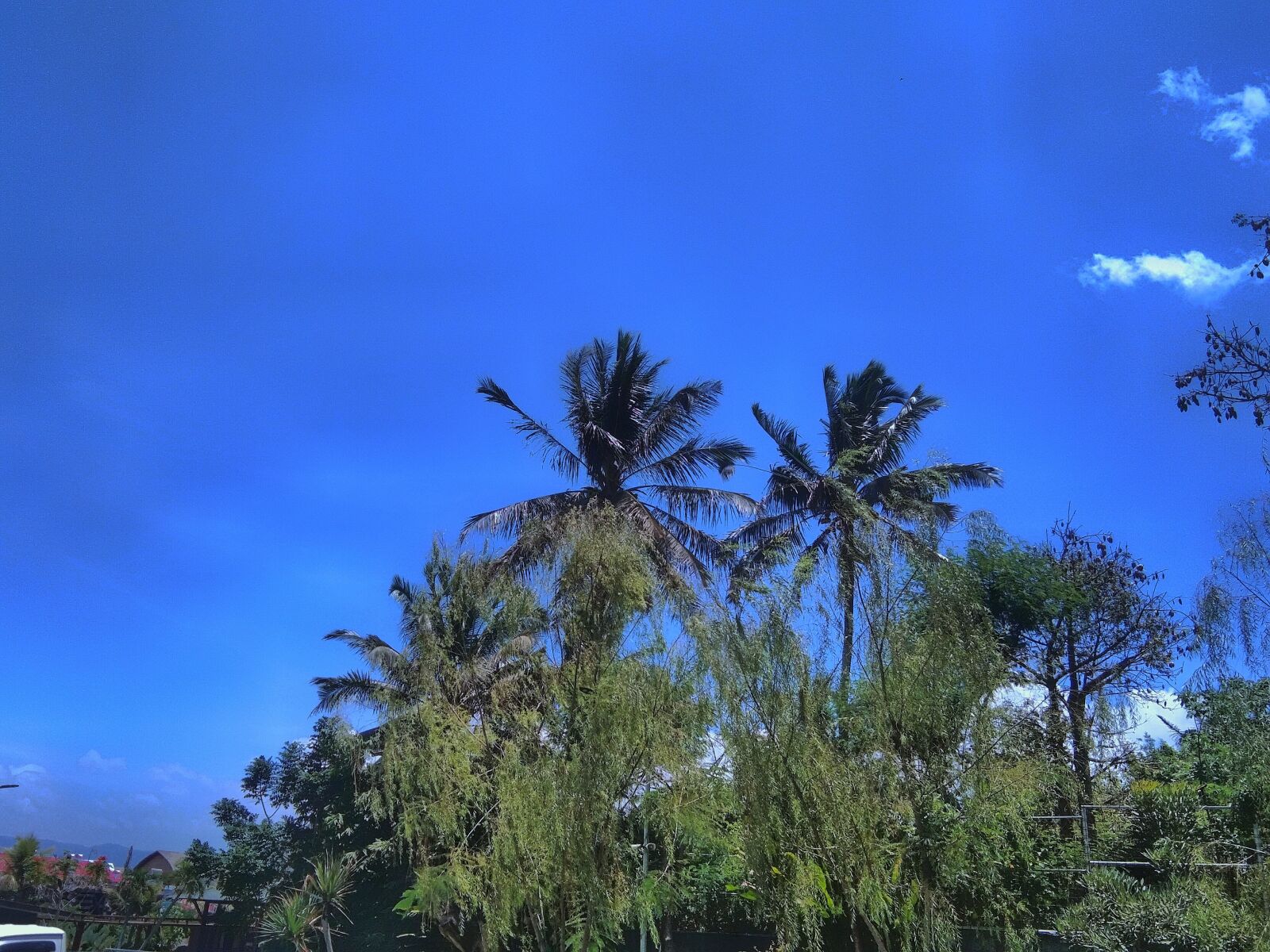 vivo 1807 sample photo. Tree, blue sky, shinny photography