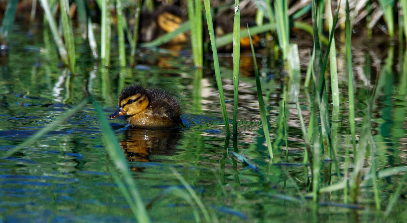150-600mm F5-6.3 DG OS HSM | Contemporary 015 sample photo. Duck, chicks, ducklings photography