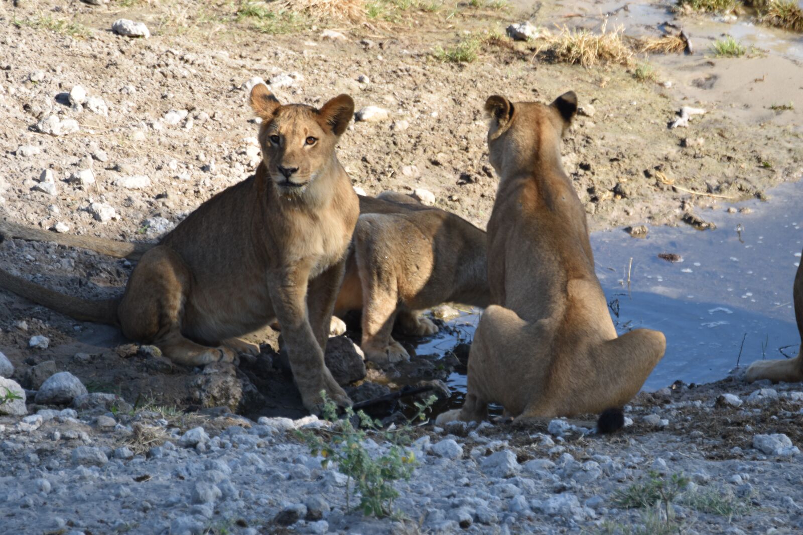 Nikon D5600 sample photo. Lion, cubs, chobe photography