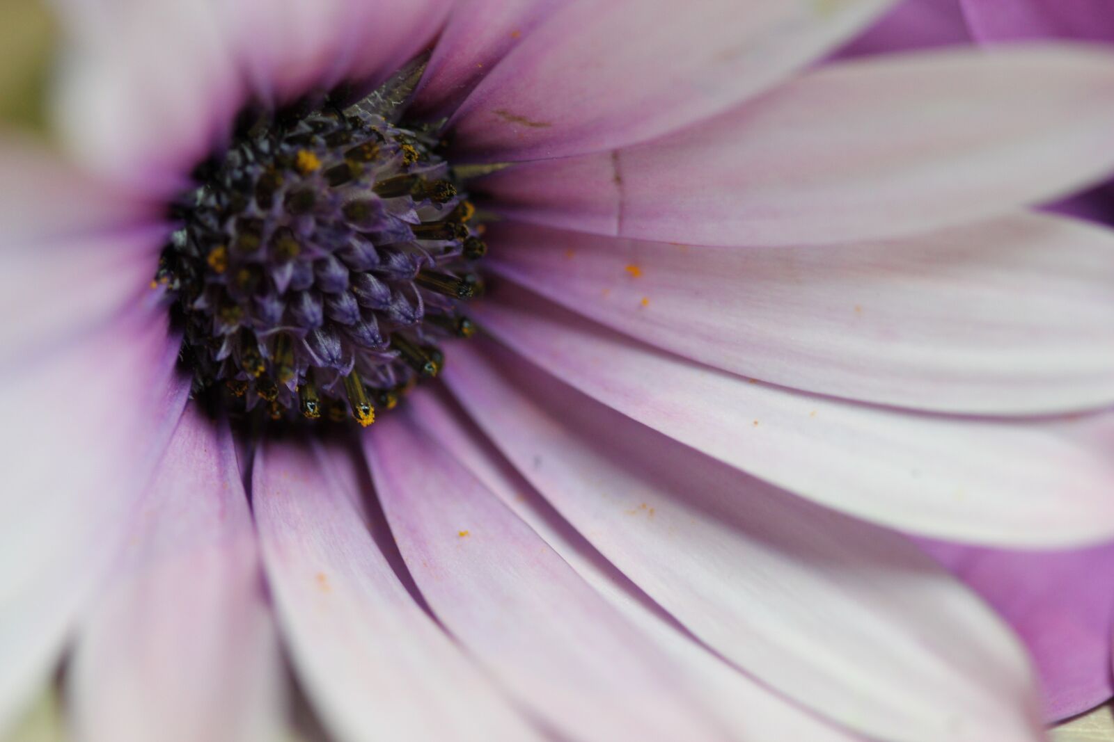 Canon EOS 550D (EOS Rebel T2i / EOS Kiss X4) sample photo. Pink, purple, flower photography