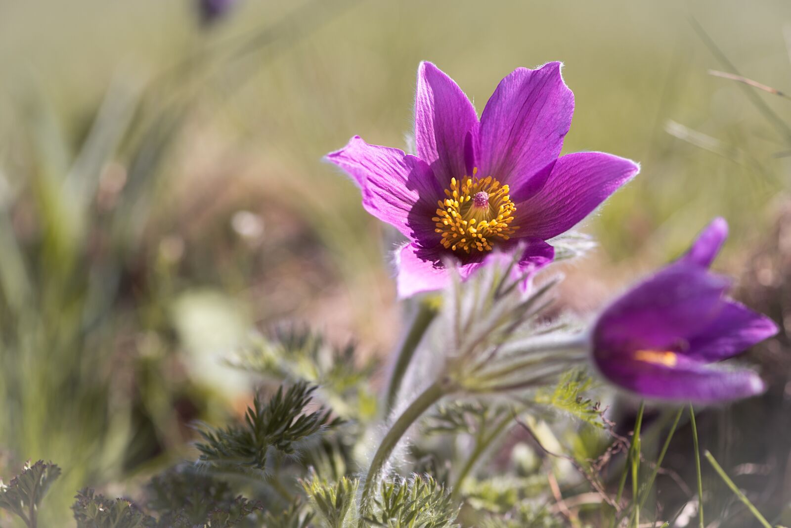 Nikon D750 sample photo. Anemone, flower, purple photography