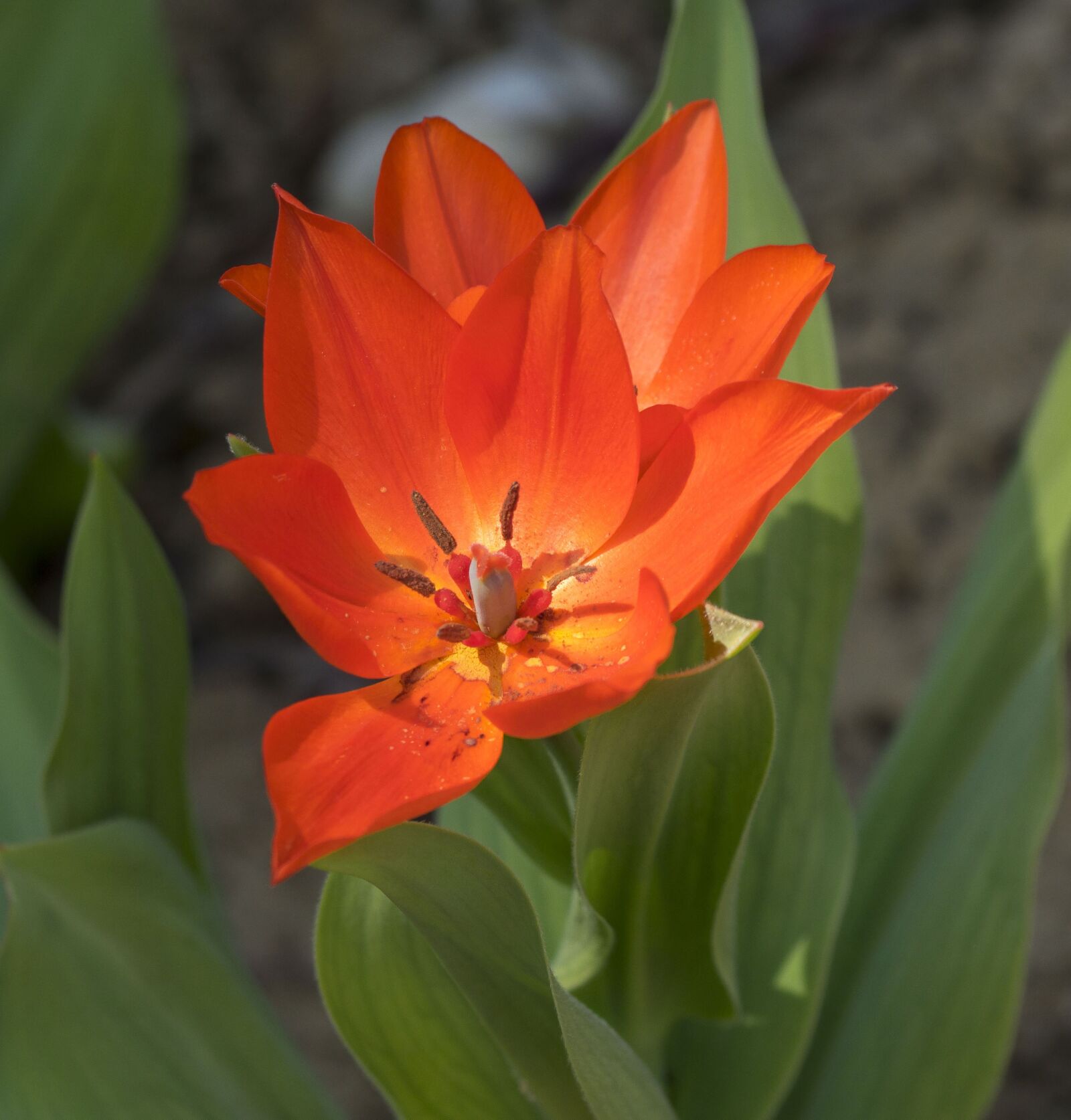 Olympus OM-D E-M1 sample photo. Flowers, tulips, spring photography