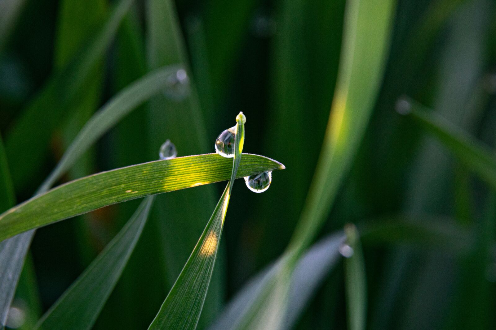 Nikon D3300 sample photo. Wheat, dew, drop photography
