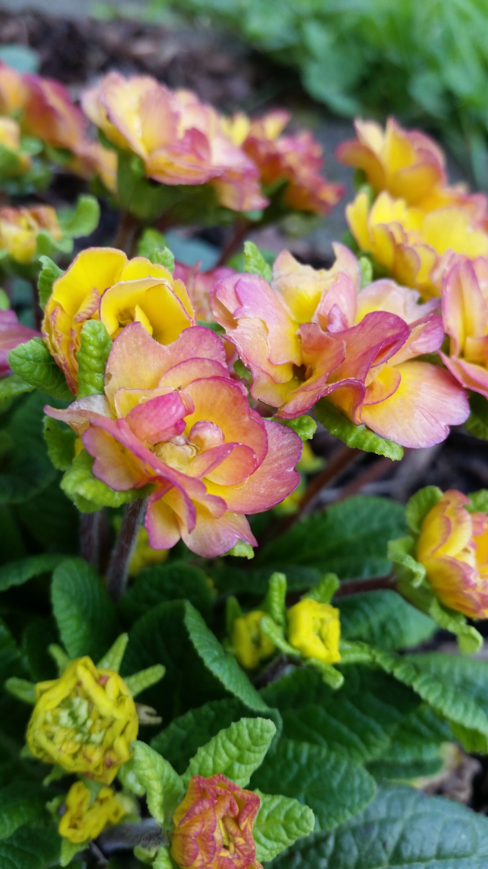 Samsung Galaxy S5 sample photo. Nature, flower, leaf photography