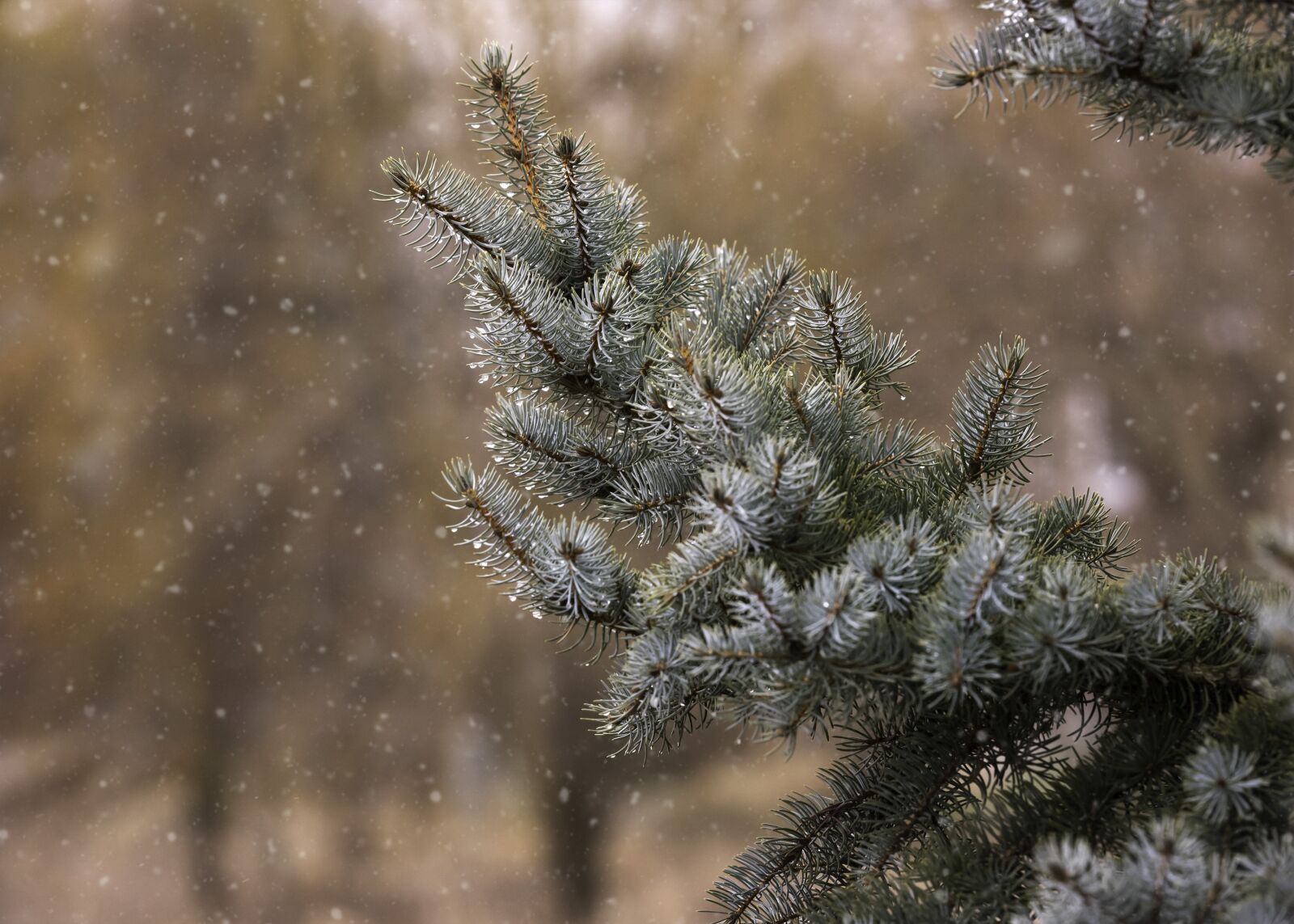 Nikon D810 sample photo. Winter, pine, tree photography