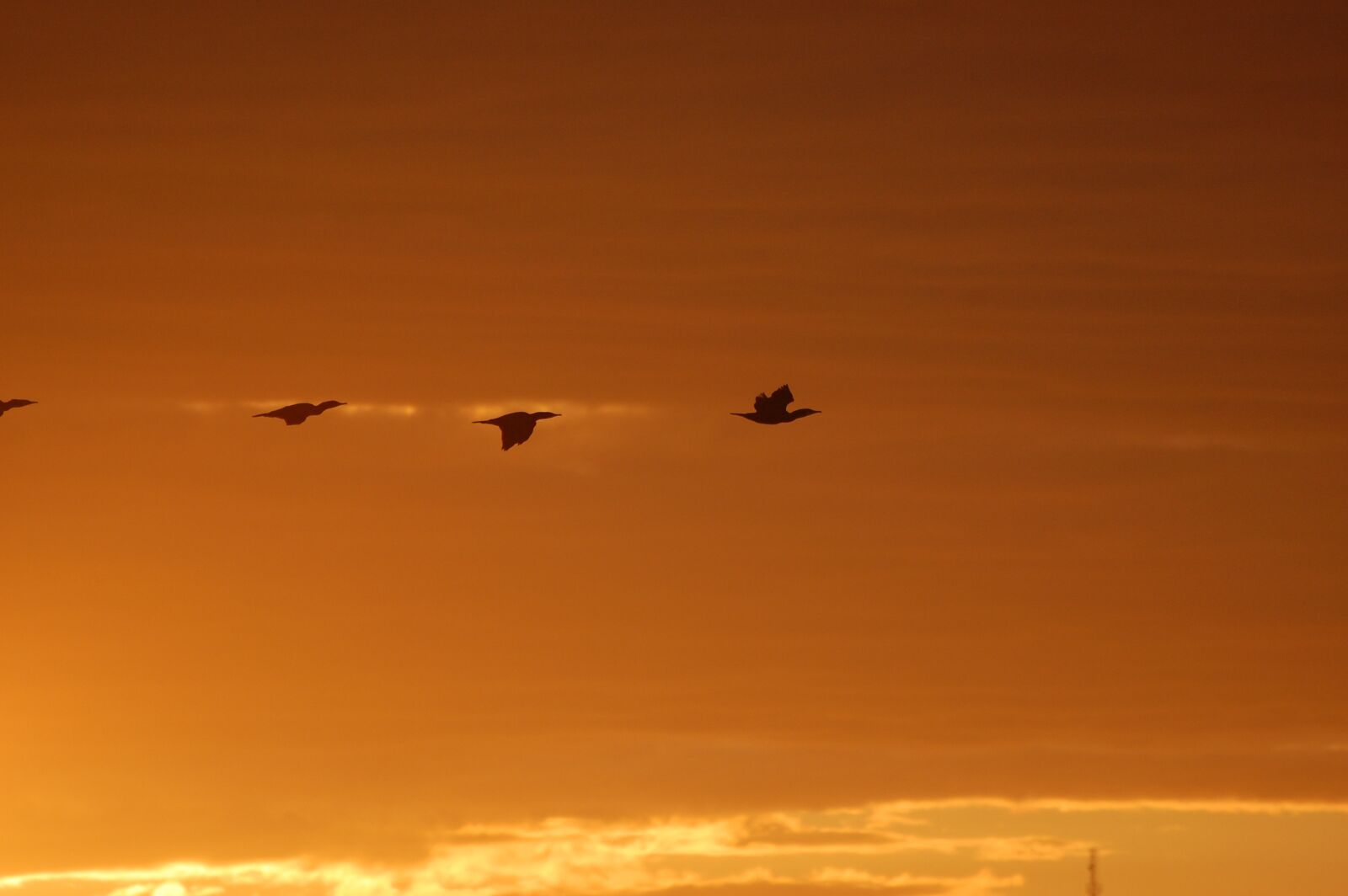 Nikon D40 sample photo. Birds, himmel, sunrise photography