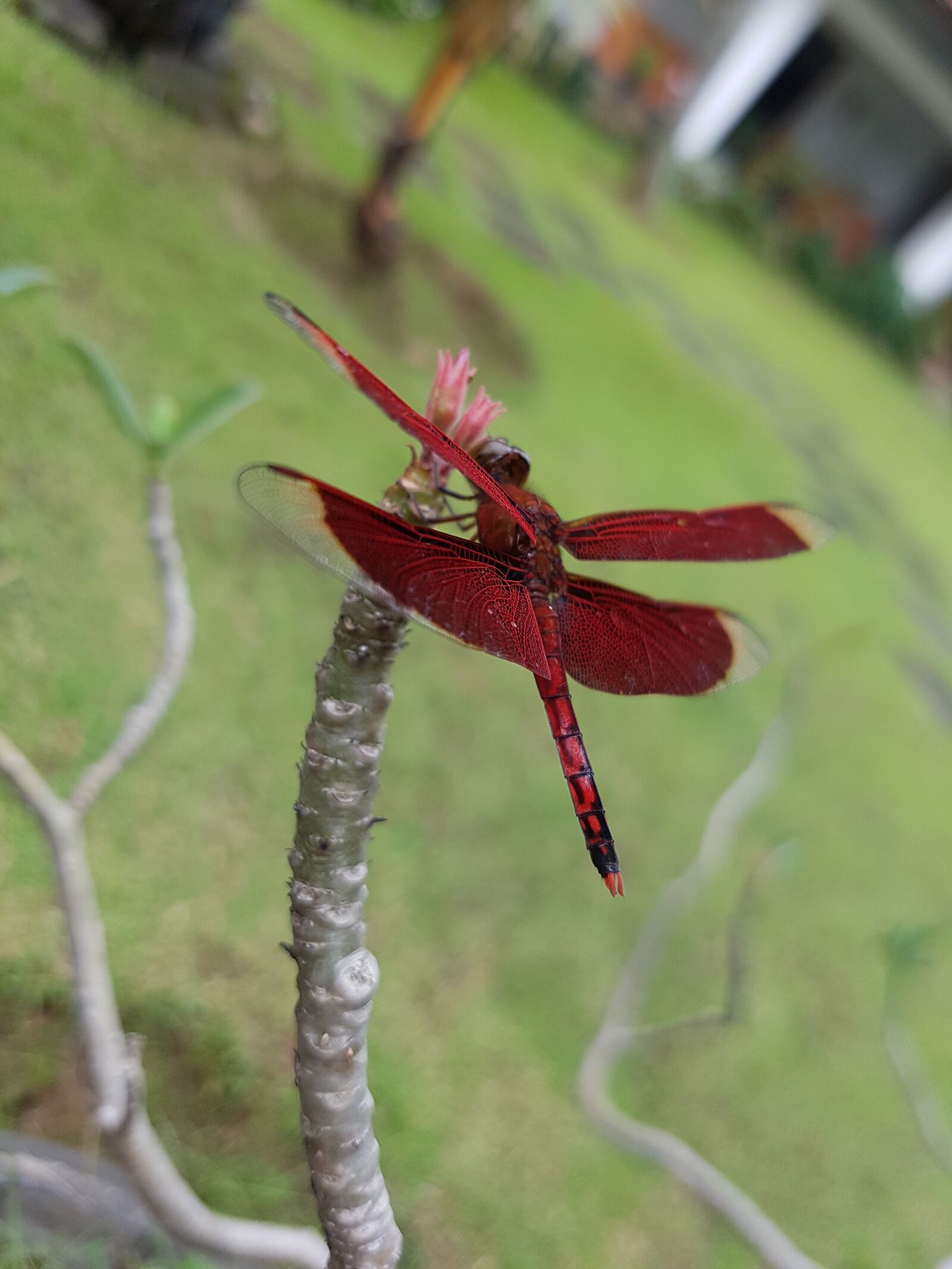 Samsung Galaxy S7 Edge sample photo. Dragonfly, red, garden photography