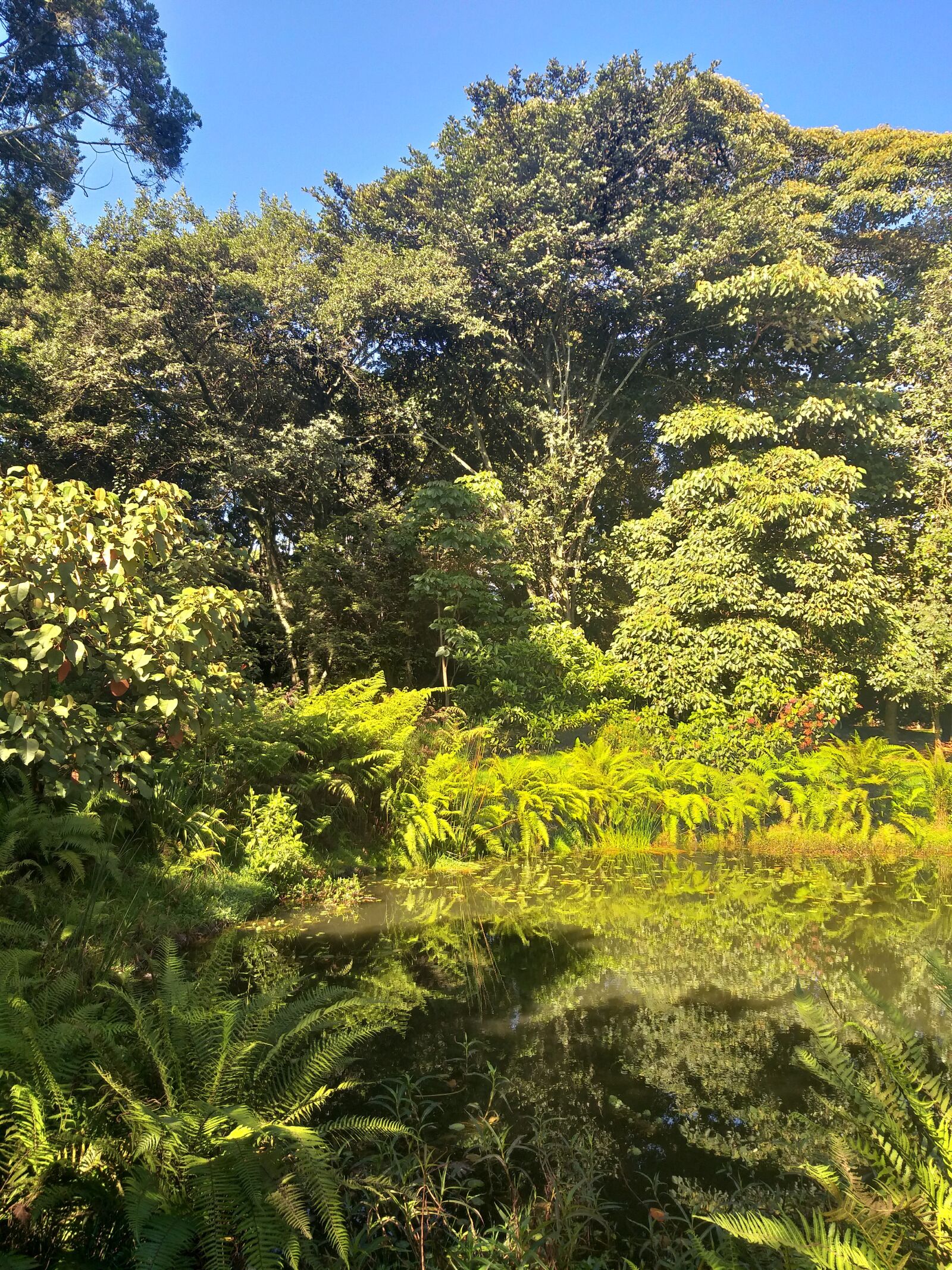 Samsung Galaxy J8 sample photo. Trees, bogotá, colombia photography