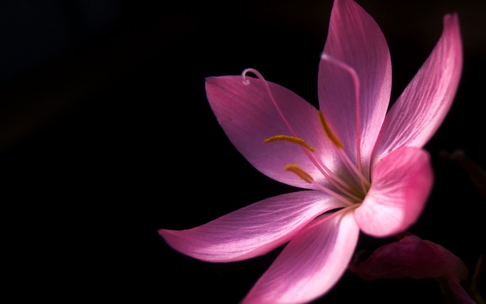 Nikon D3200 sample photo. Flower, nature, flora photography