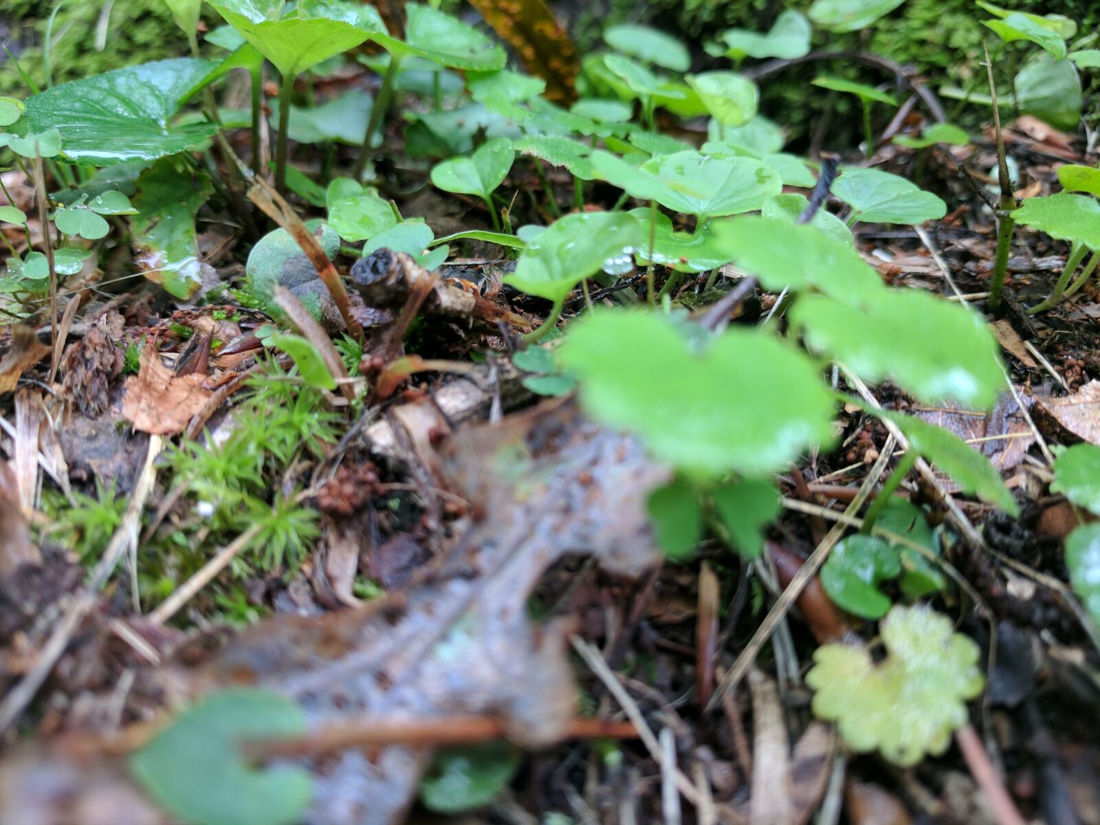 Google Pixel XL sample photo. Clover, leaf, leaves, nature photography