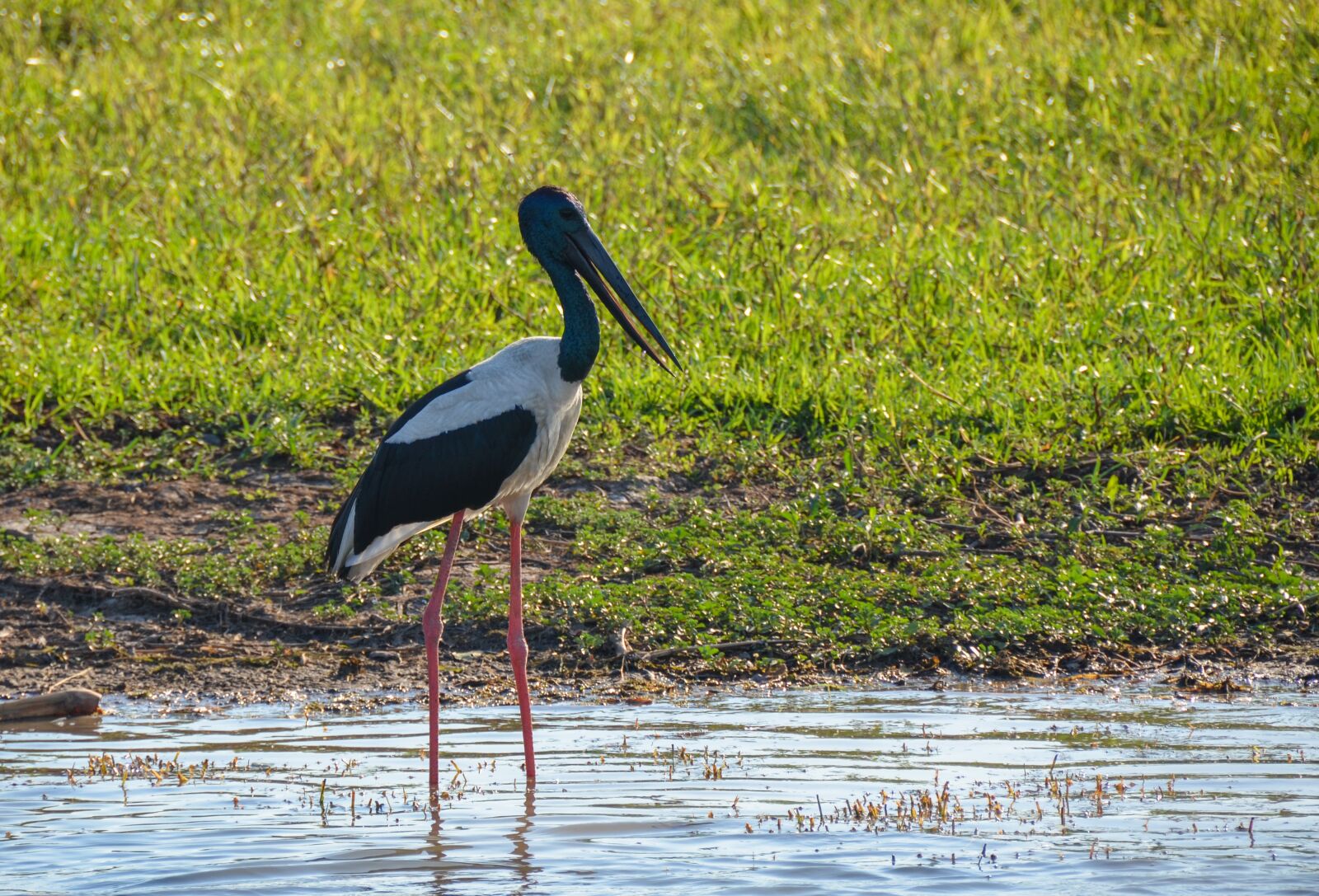 Nikon D5100 sample photo. Jabiru, black-necked stork, stork photography