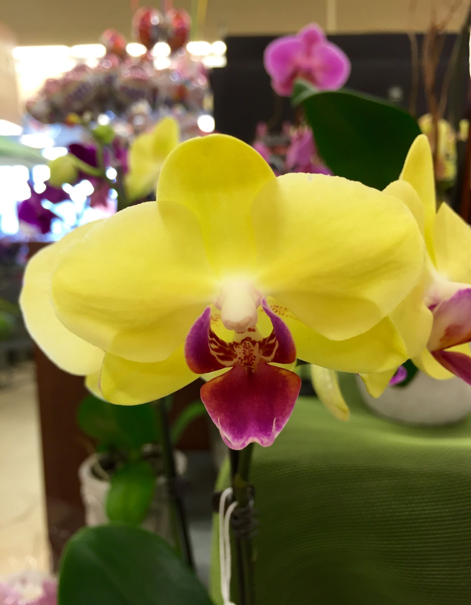 iPhone 6 Plus back camera 4.15mm f/2.2 sample photo. Colored, exotic, floral, flower photography
