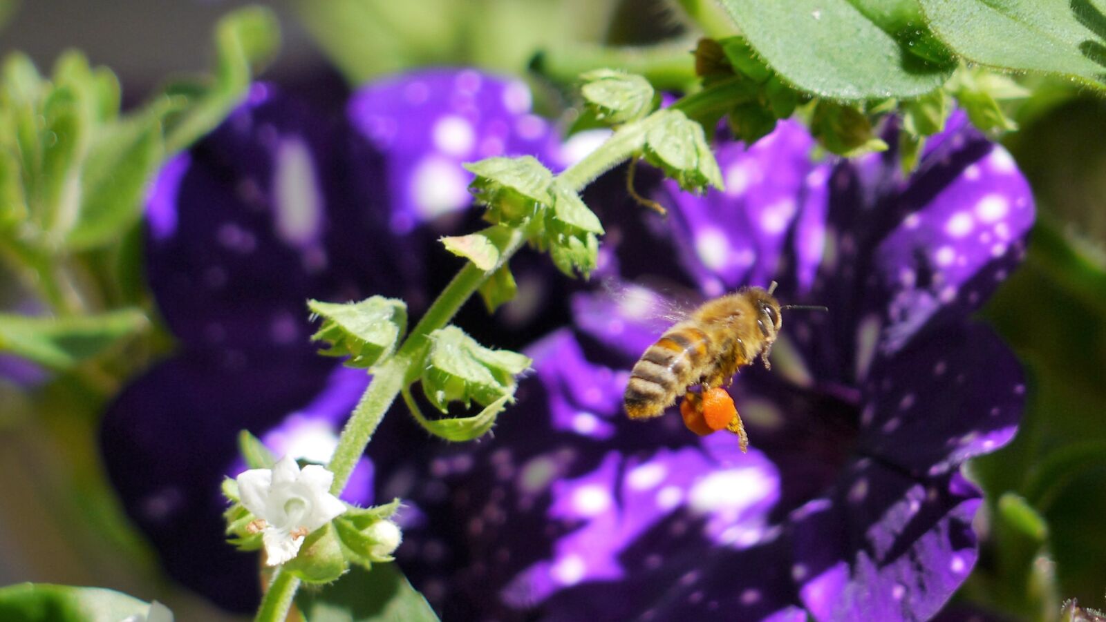 Panasonic Lumix DMC-G3 sample photo. Bee, insect, honey bee photography
