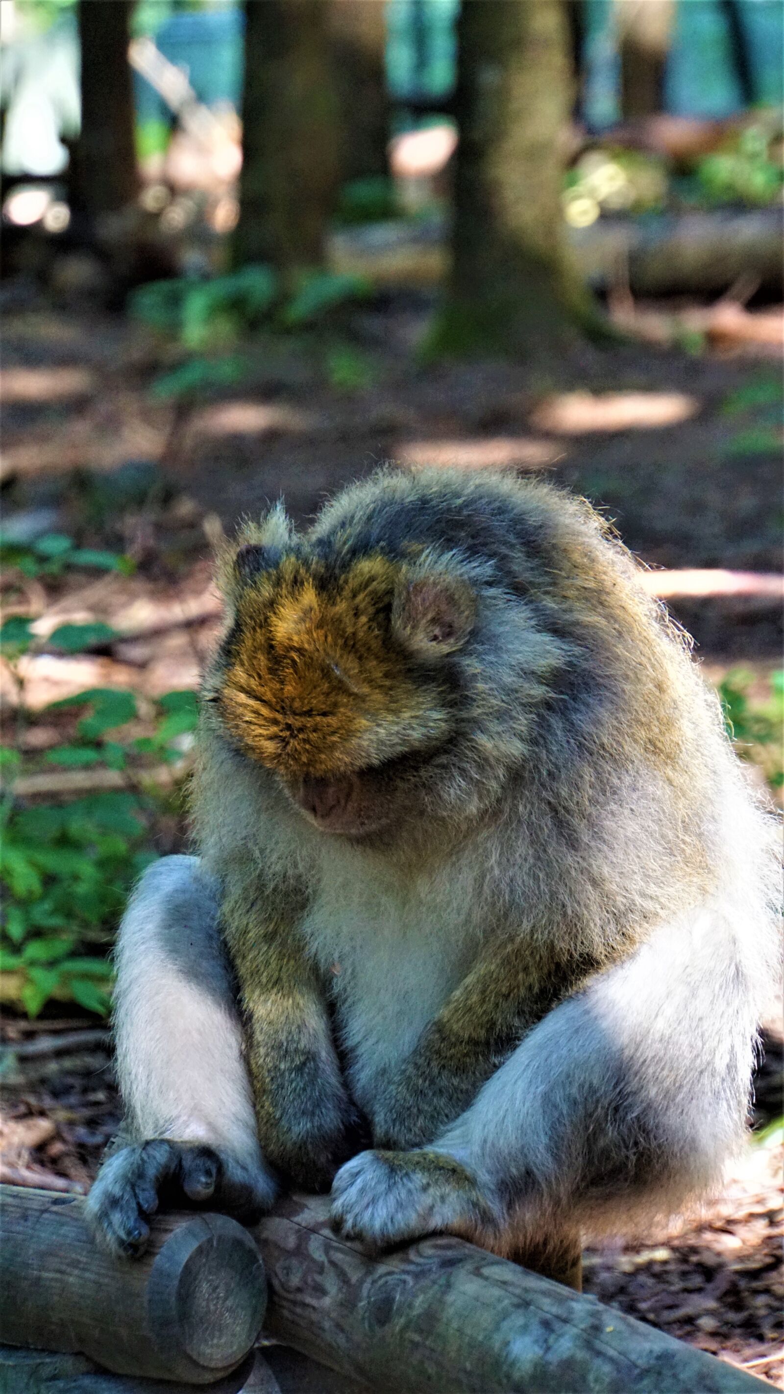 Sony E 18-200mm F3.5-6.3 OSS LE sample photo. Barbary ape, monkey, animal photography