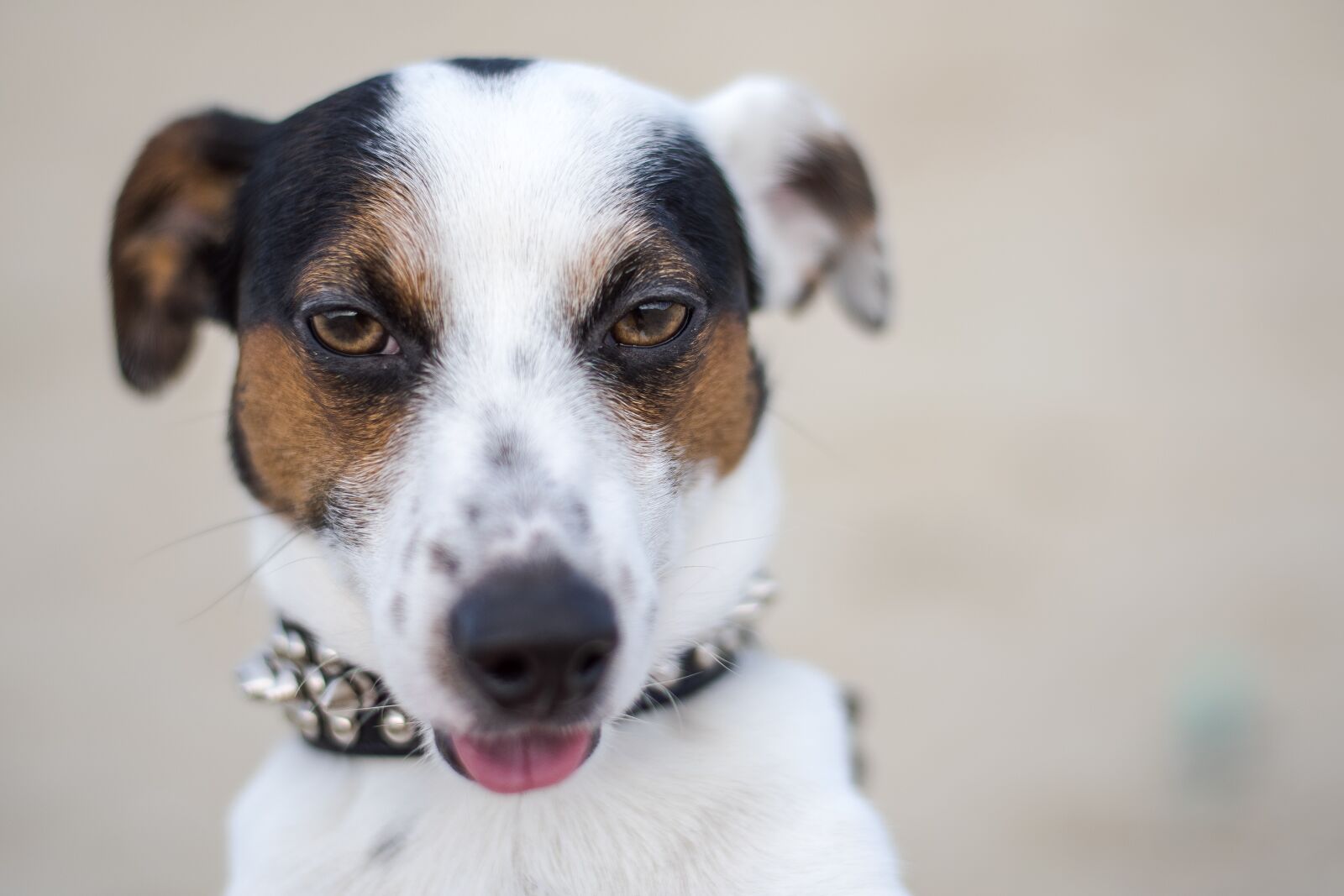 Nikon D5300 sample photo. Jack russell, dog, puppy photography