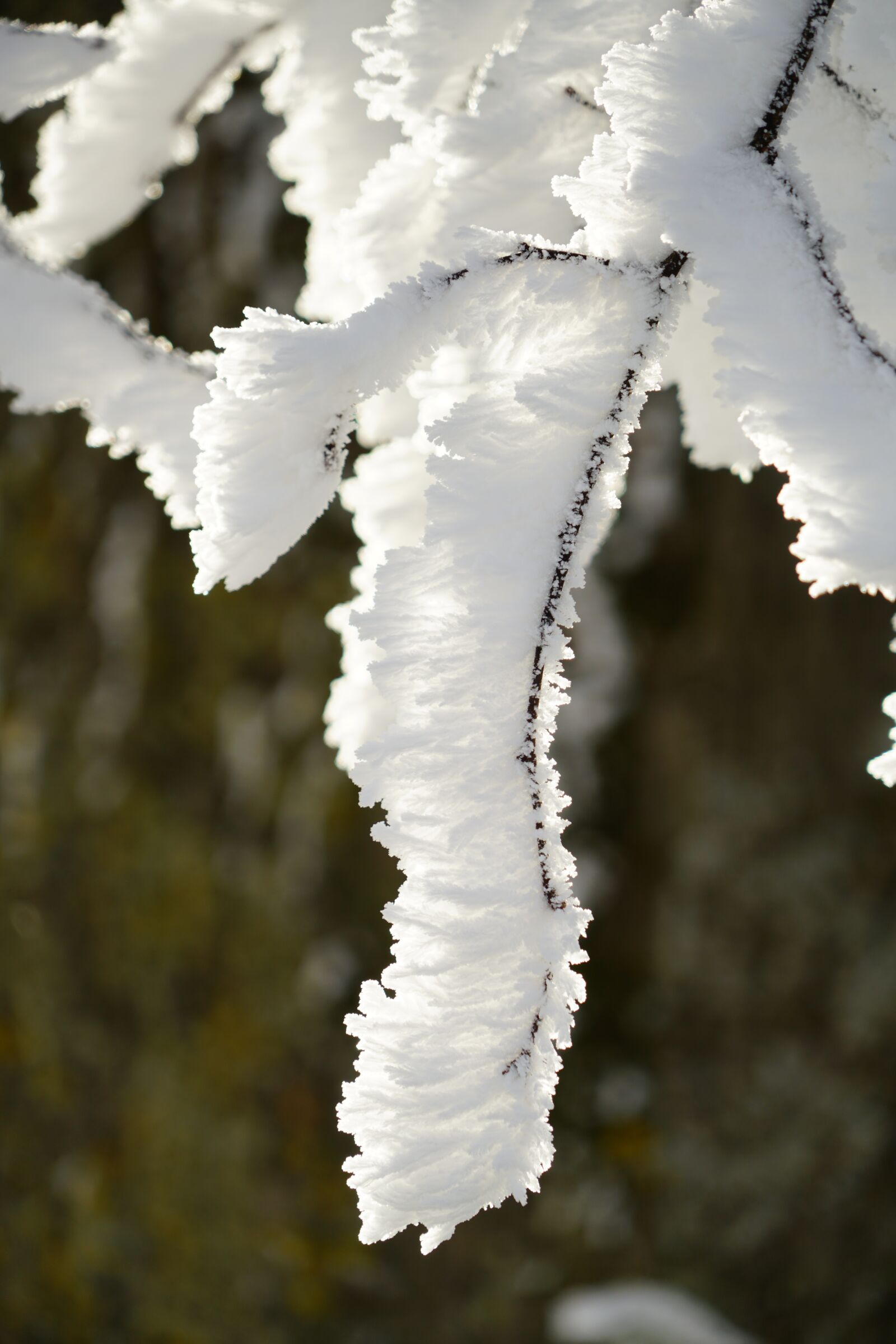 Sony a7R II + Sony FE 24-240mm F3.5-6.3 OSS sample photo. Branches, hoarfrost, wintry photography