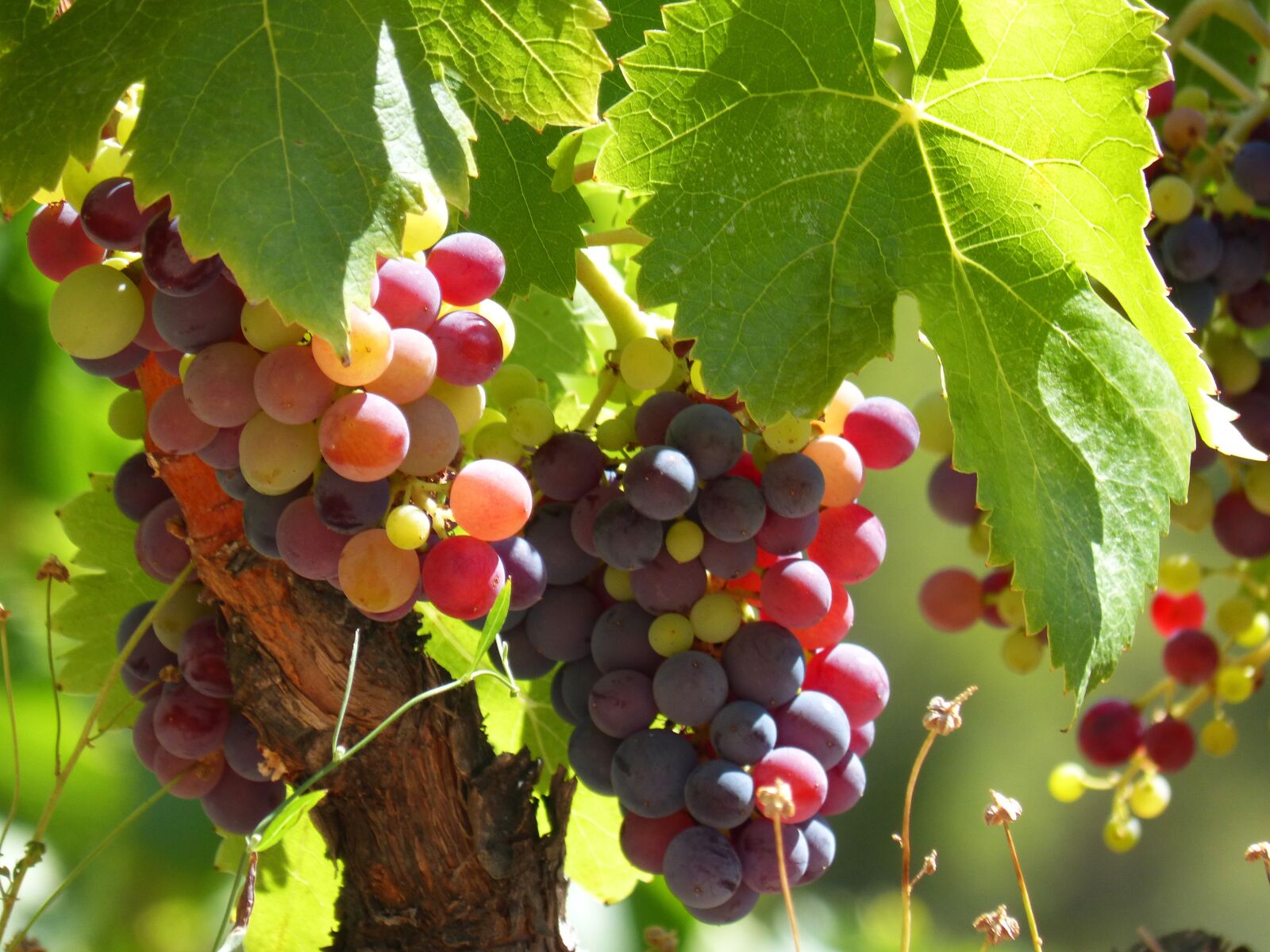 Panasonic DMC-FZ62 sample photo. Wine, grape, vine photography