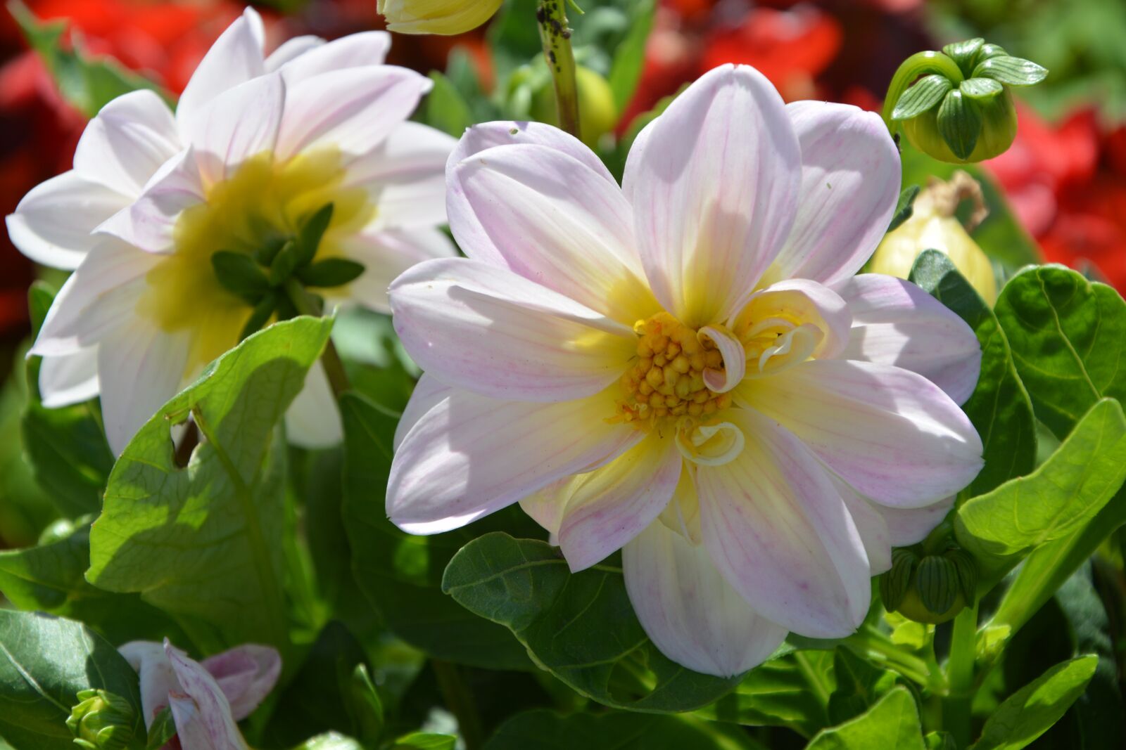 Nikon D5200 sample photo. Flowers of massive, massif photography