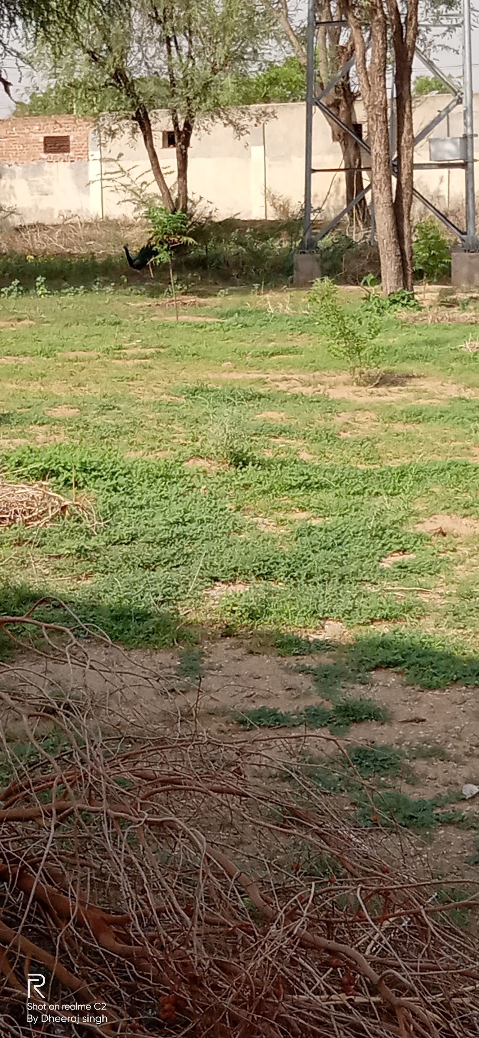 Realme C2 sample photo. Grass, nature, natural beauty photography