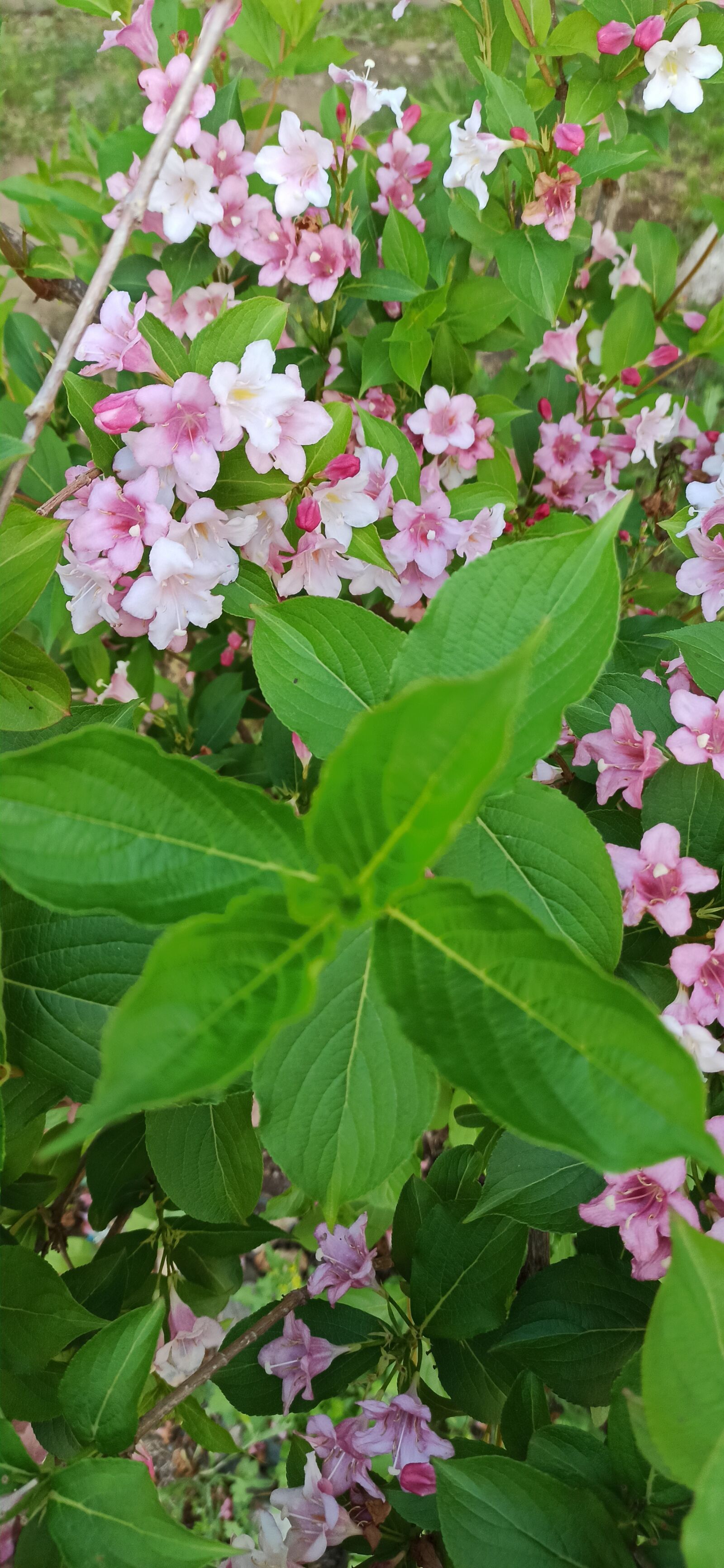 Xiaomi Redmi Note 8 Pro sample photo. Flowers, garden, green photography