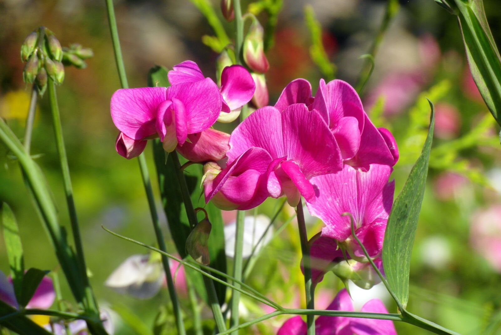 Samsung WB750 sample photo. Sweet pea scented, pink photography