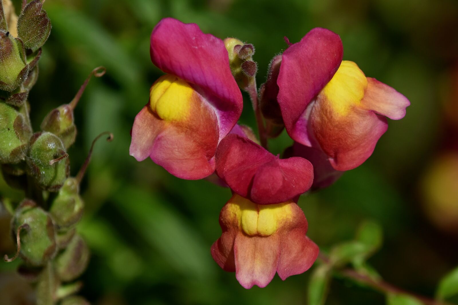 Nikon D3500 sample photo. Snapdragon, flower, garden photography