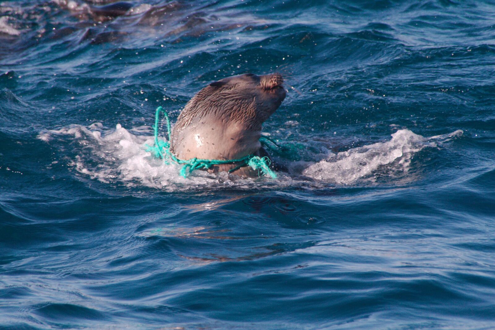 Canon EOS 7D sample photo. Pollution, seal, distressed photography