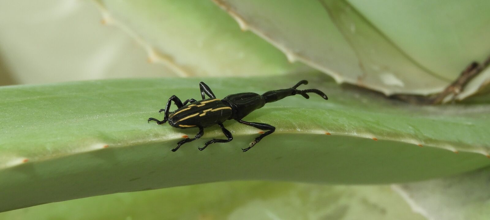 Nikon Coolpix B700 sample photo. Insect, nature, wild life photography