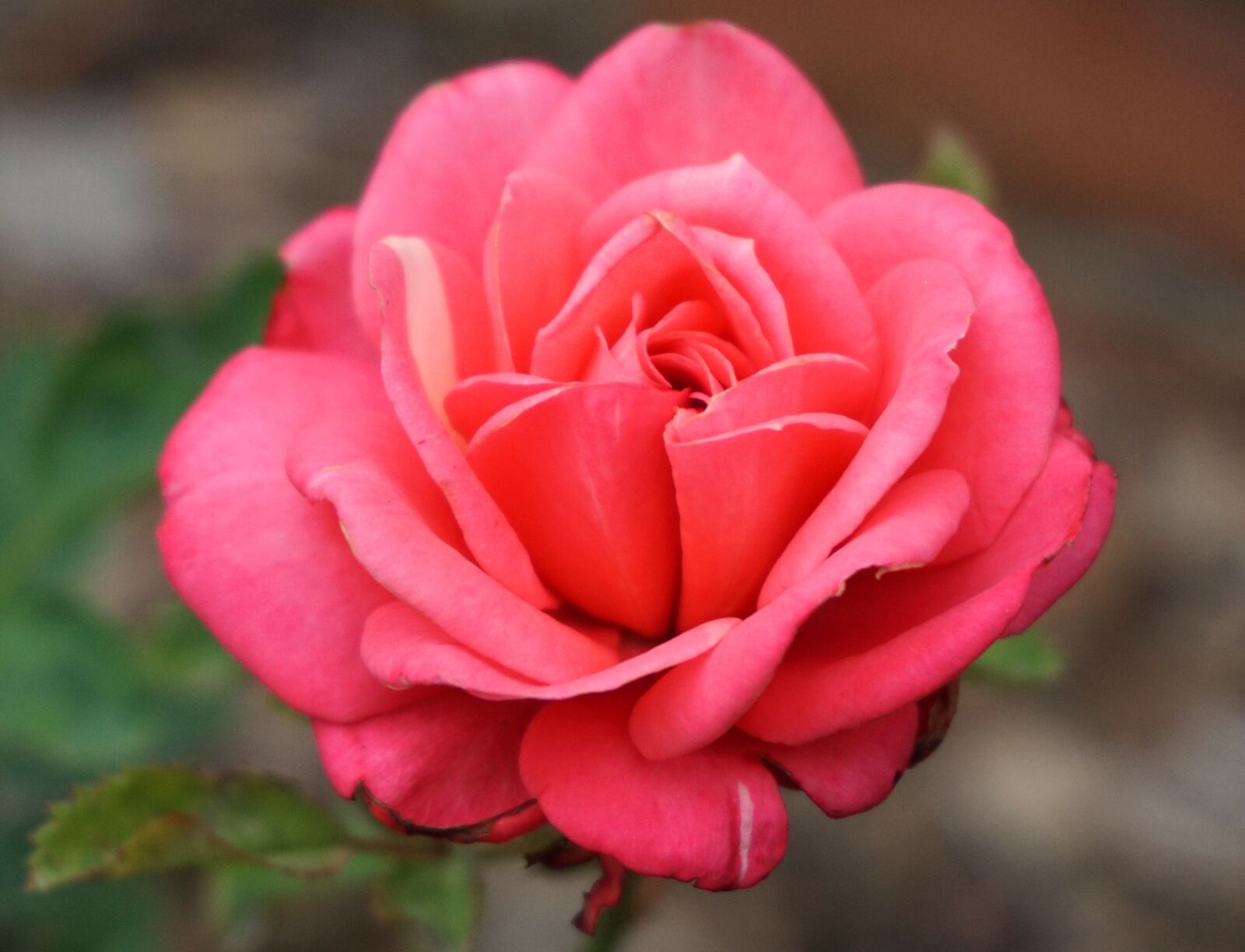 Sony a6000 sample photo. Rose, red, blossom photography