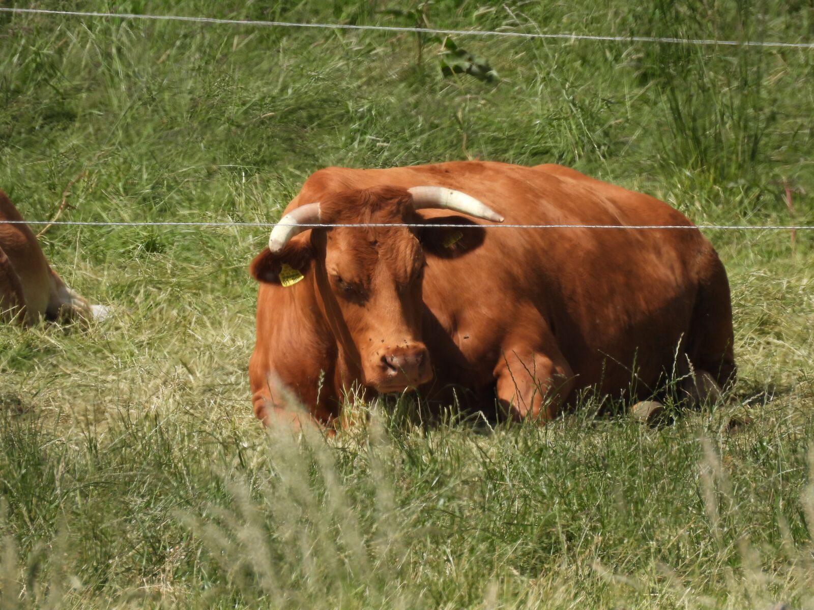 Nikon Coolpix P950 sample photo. Cow, meadow, green photography