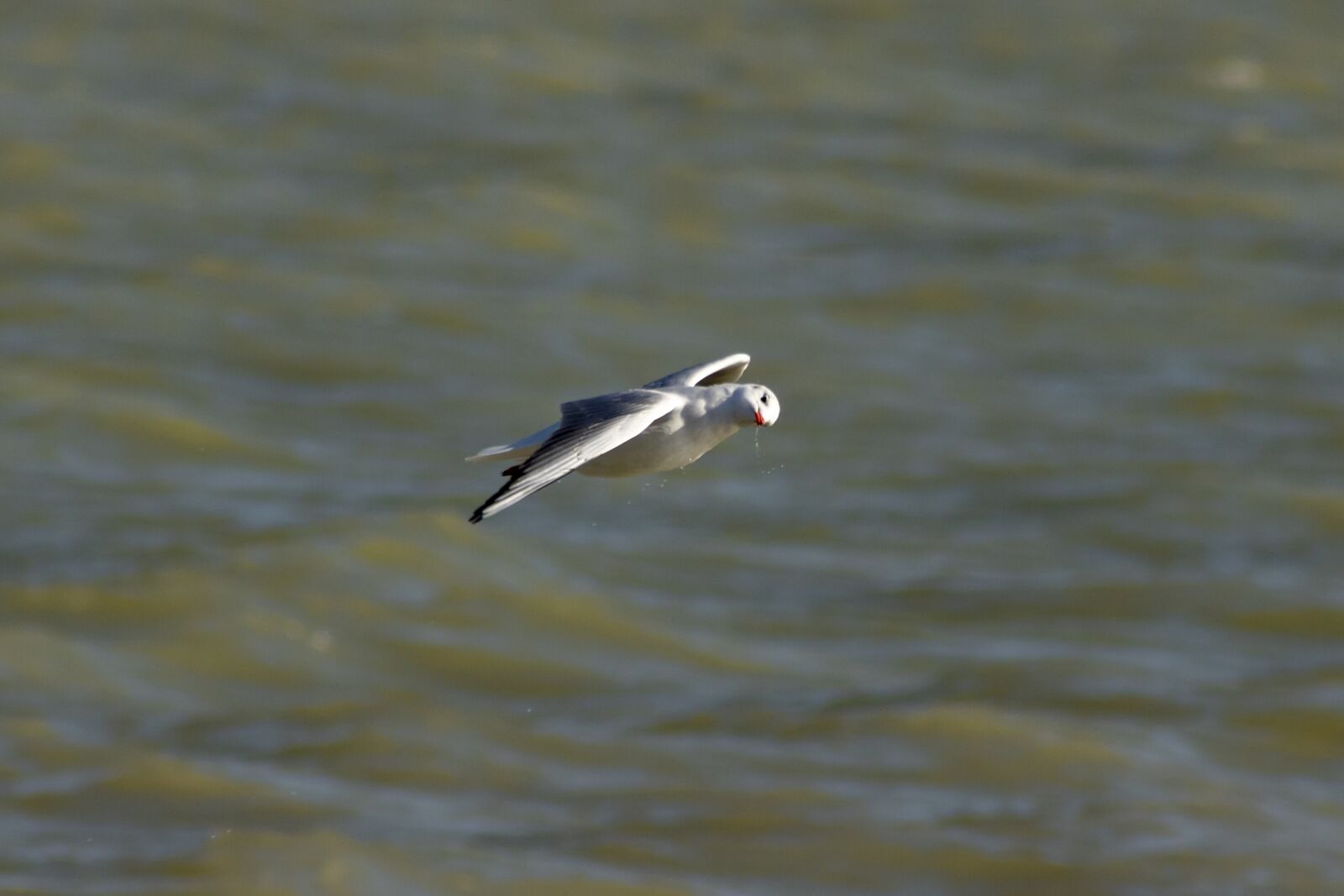 Canon EF75-300mm f/4-5.6 sample photo. Seagull, bird, water bird photography