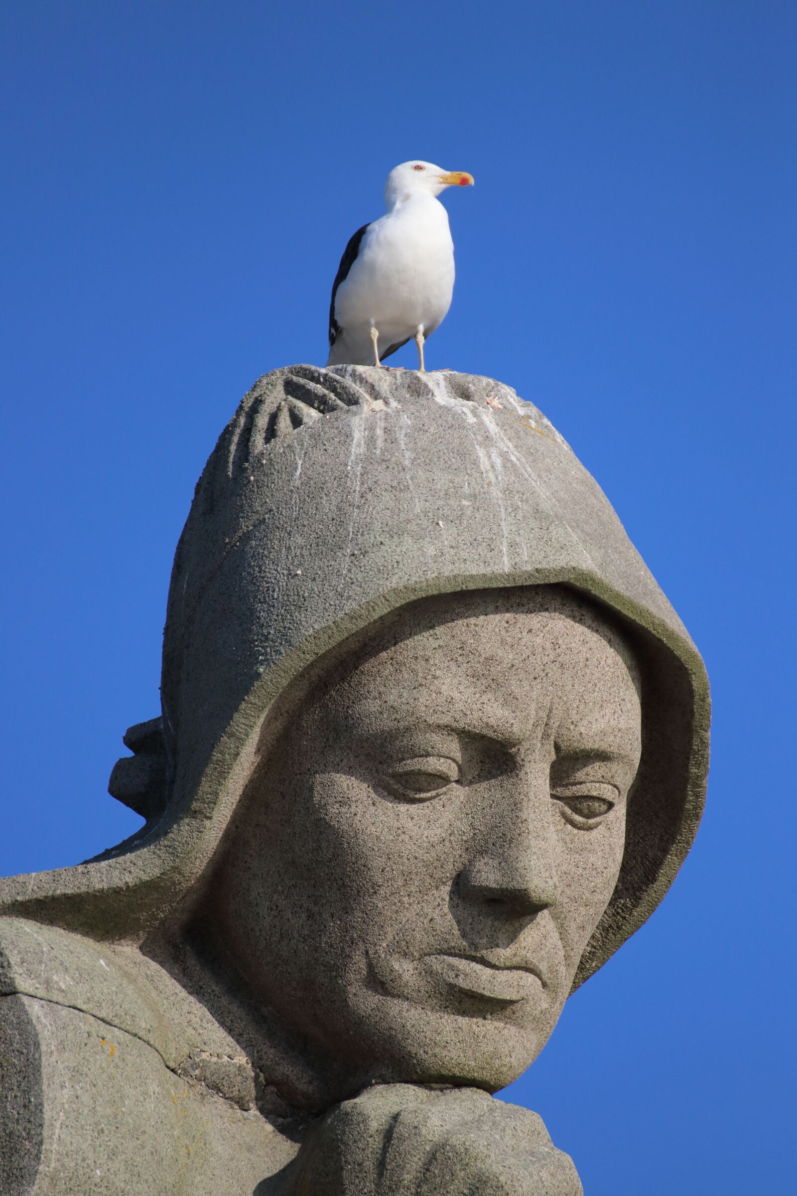 Canon EOS 80D sample photo. Statue, seagull, monument photography