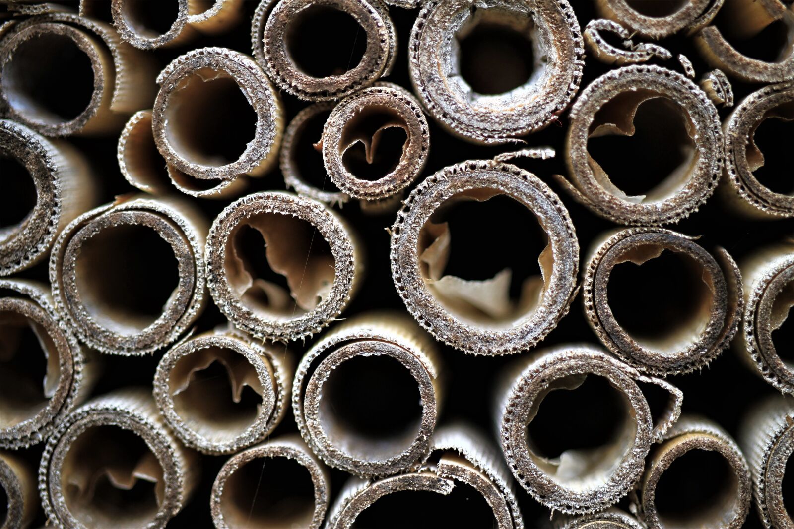 Canon EF-S 35mm F2.8 Macro IS STM sample photo. Insect hotel, pipes, bamboo photography