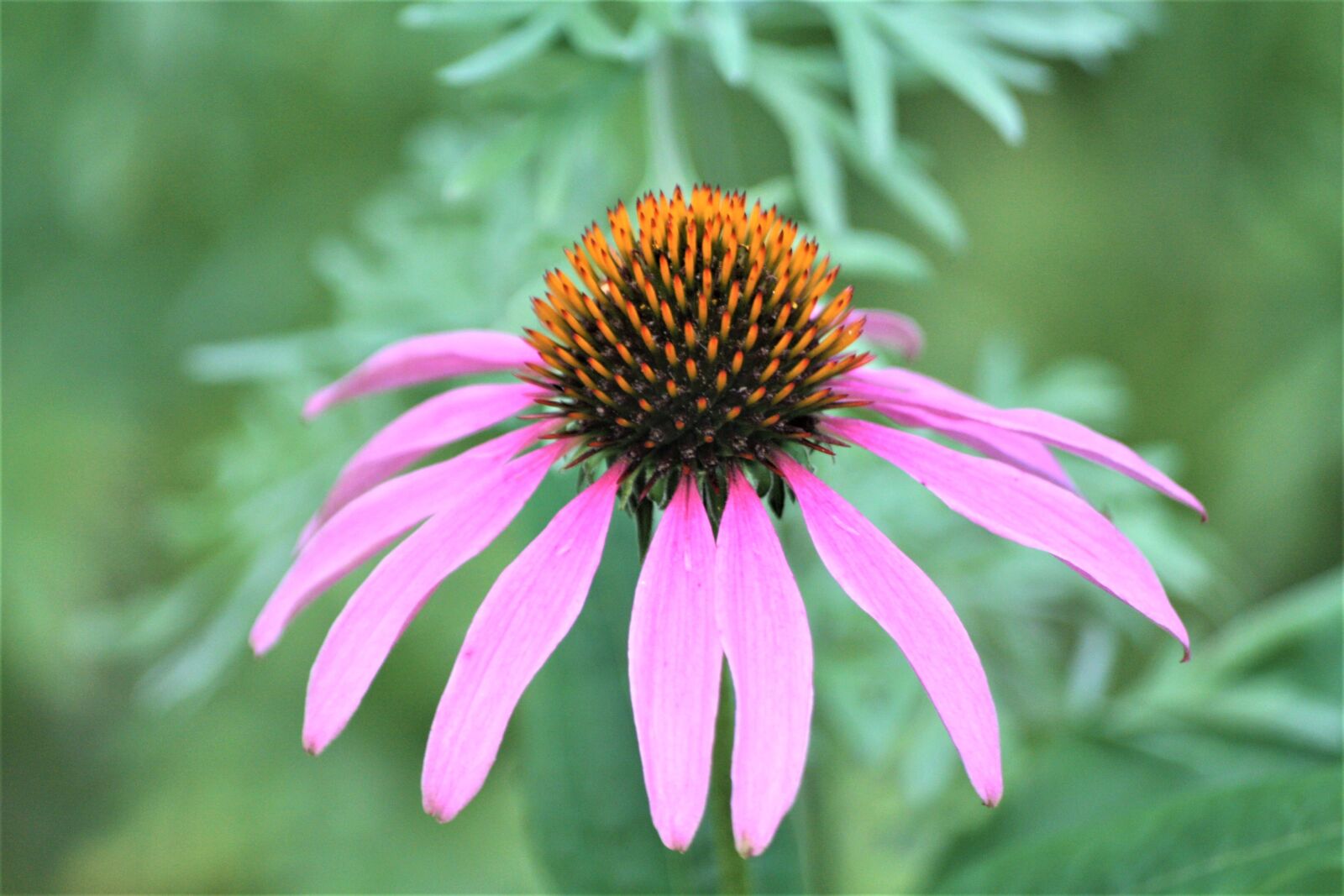 Canon EOS 1000D (EOS Digital Rebel XS / EOS Kiss F) sample photo. Coneflower, august, blossom photography