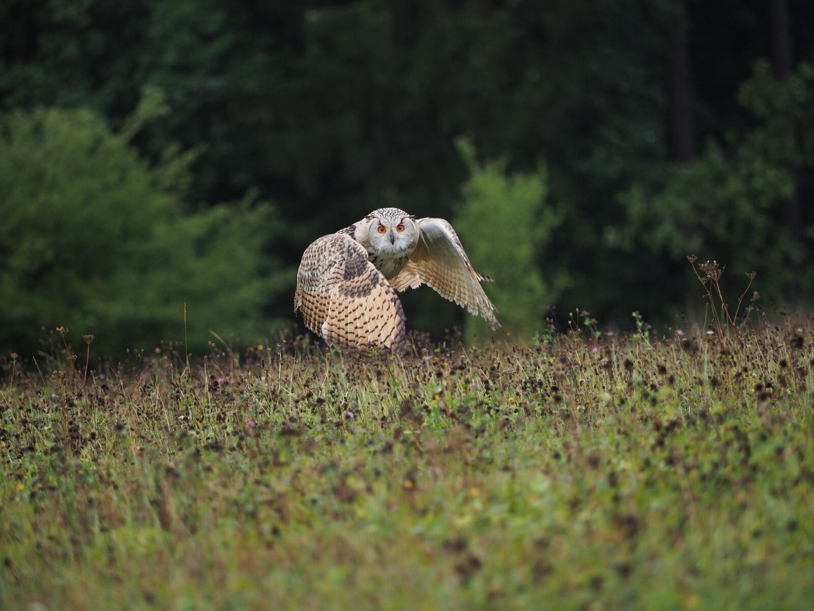 Olympus OM-D E-M1 Mark II + Olympus M.Zuiko Digital ED 40-150mm F2.8 Pro sample photo. Bird, animal, owl photography