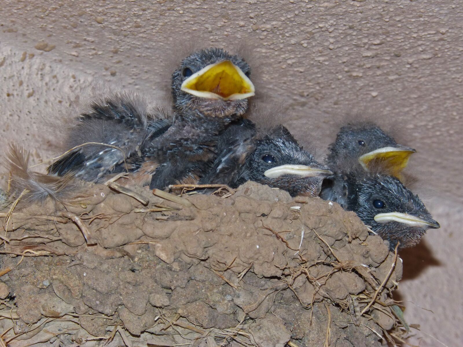 Panasonic DMC-FZ62 sample photo. Nest, chicks, swallow photography