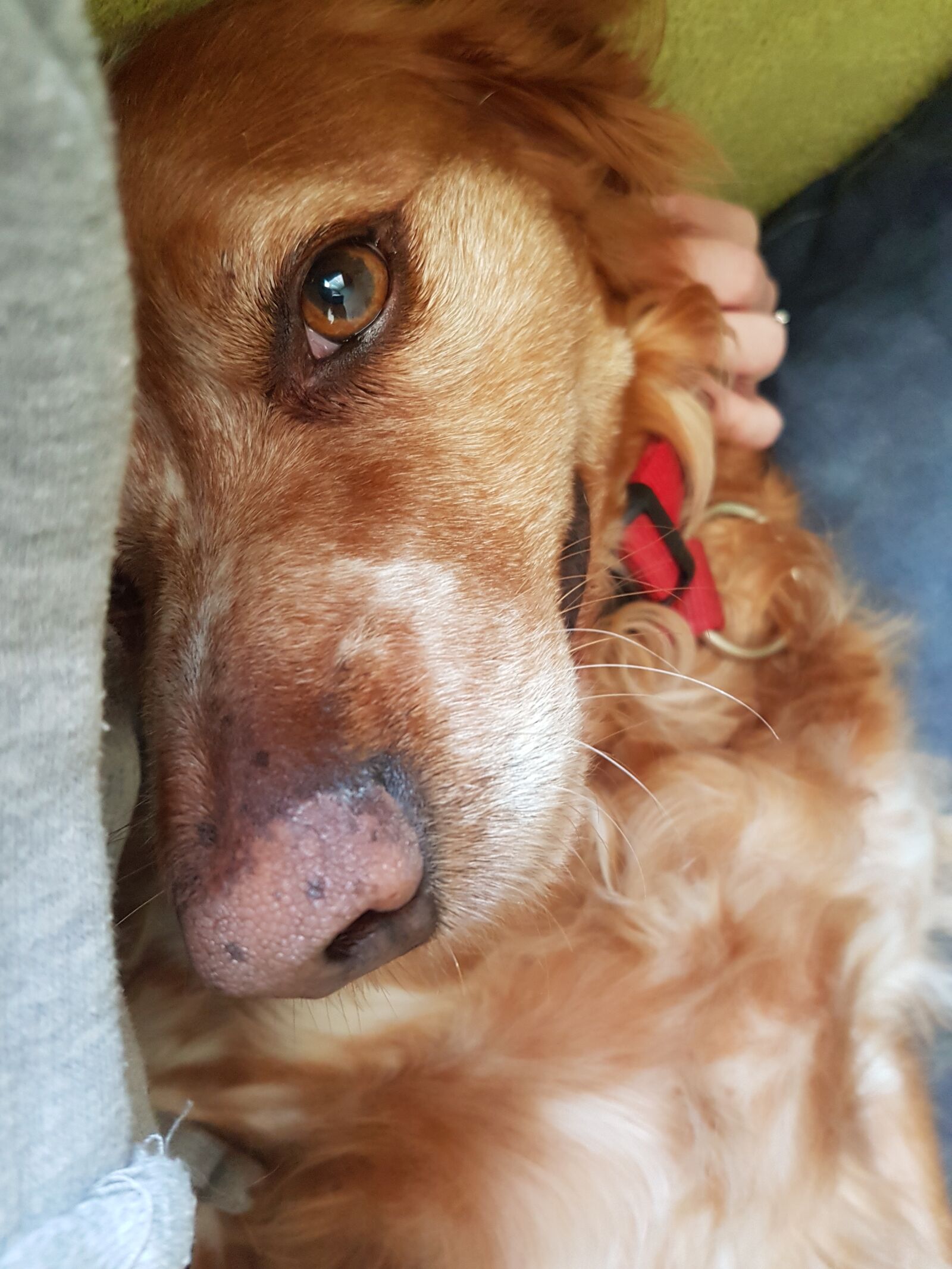 Samsung Galaxy S7 sample photo. Love, dog, animals photography