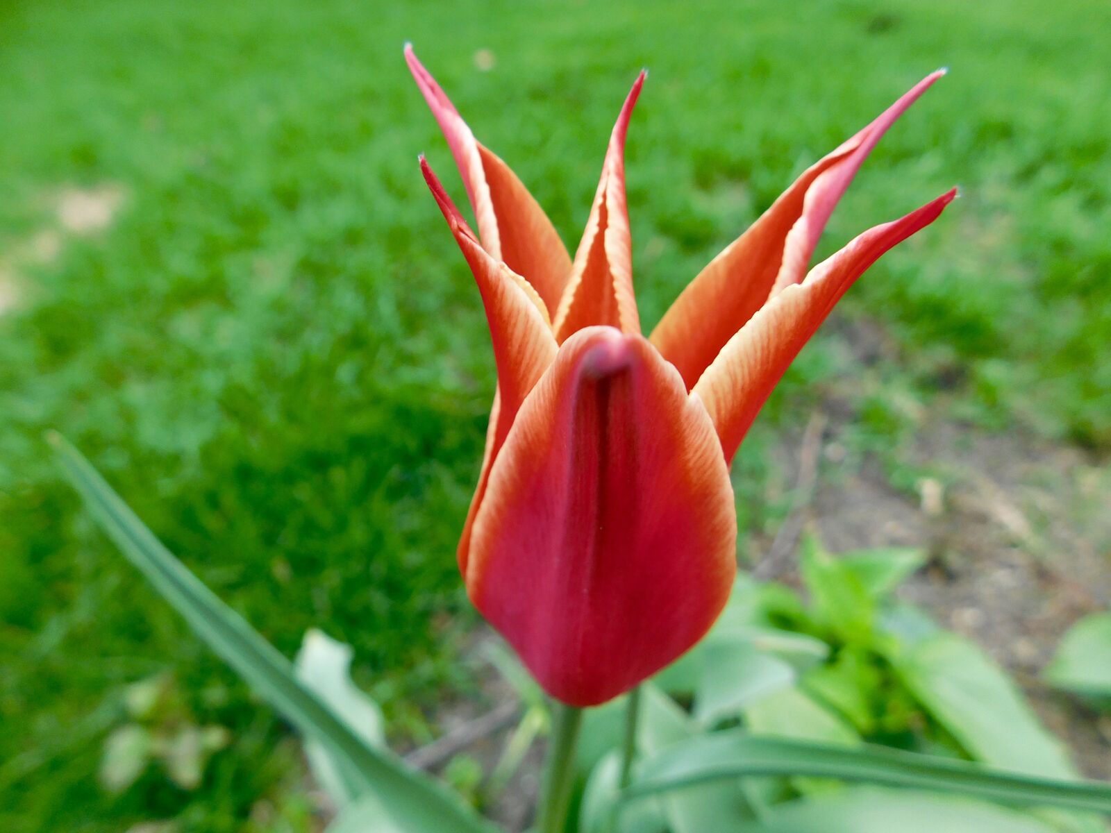 Nikon Coolpix B500 sample photo. Star, tulip, flower photography