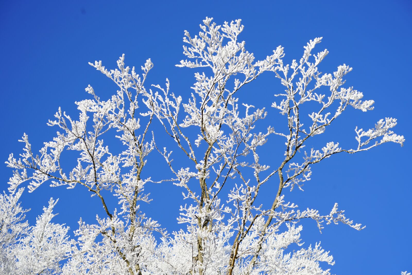 Sony FE 24-240mm F3.5-6.3 OSS sample photo. Branches, frozen, aesthetic photography
